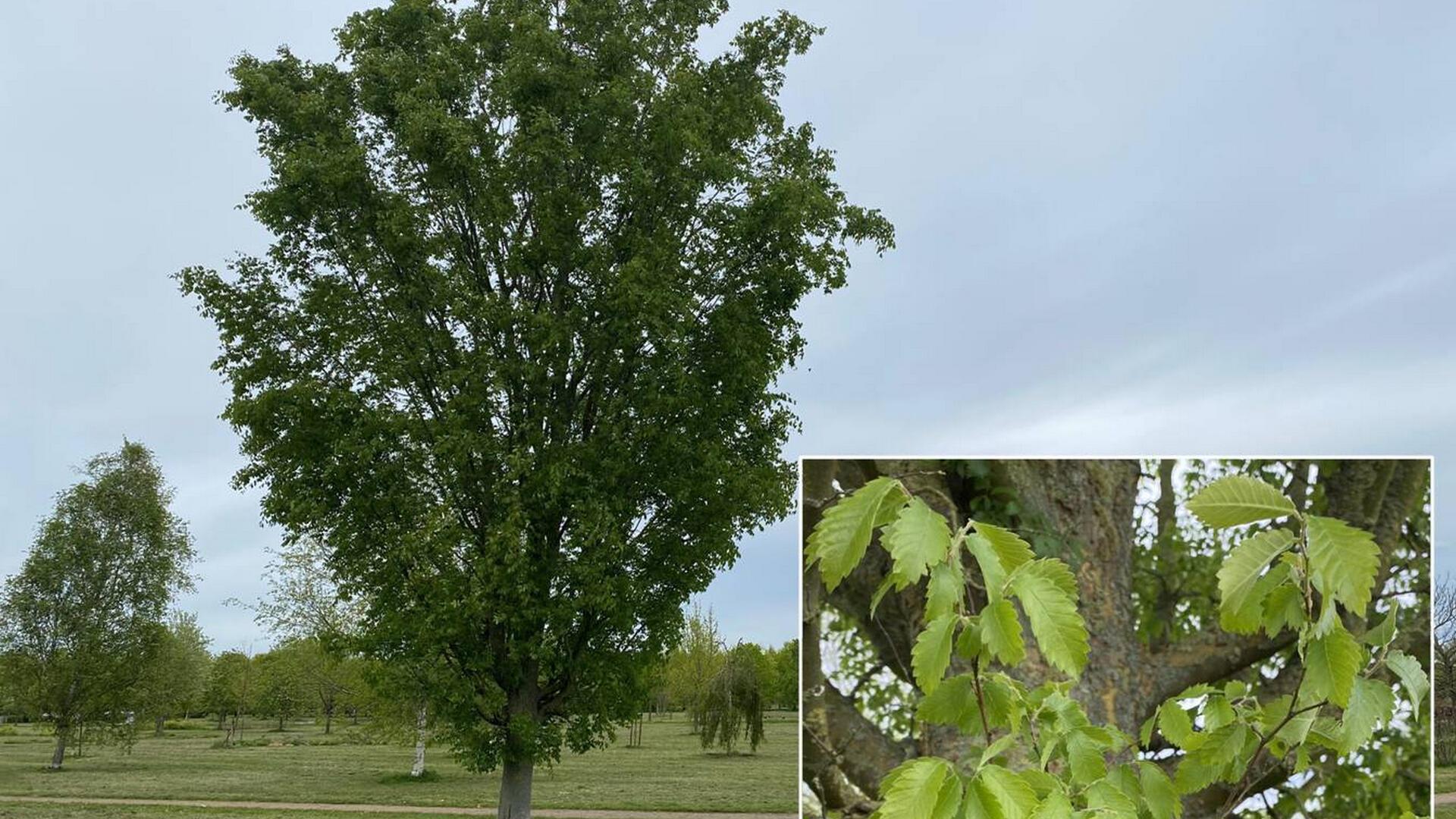 Die Zelkove – ein Klimawandelgehölz aus dem Thedinghausener Arboretum.