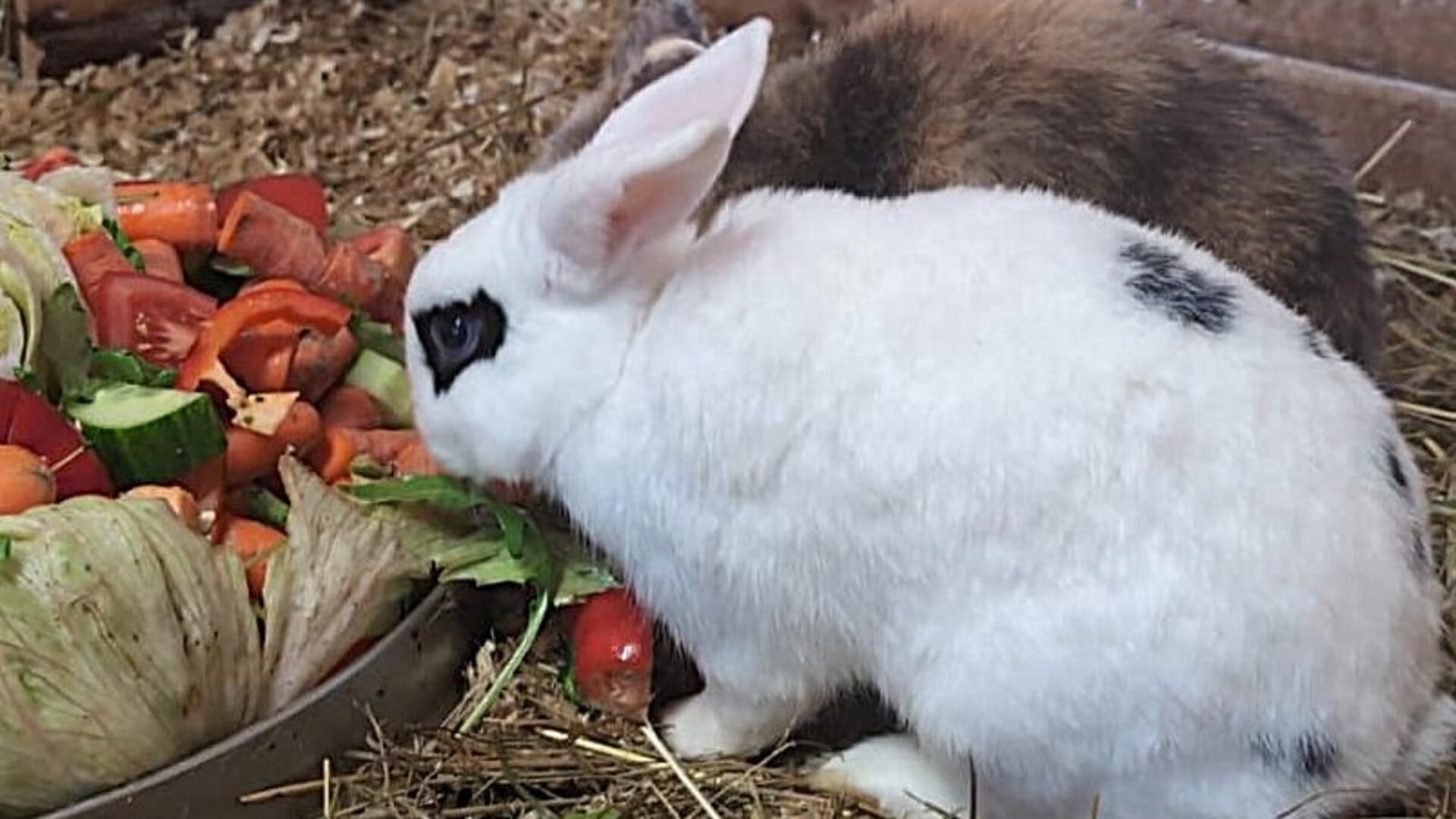 Zwei Kaninchen fressen aus einer Schüssel, die mit Gemüse gefüllt ist.