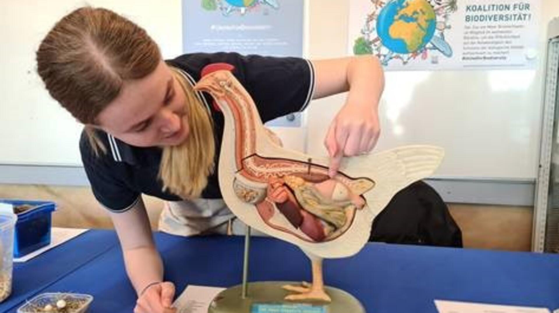 Eine Mitarbeiterin der Zooschule zeigt anhand eines anatomischen Huhnmodells, wie ein Ei im Körper einer Henne entsteht. Die Szene findet an einem Informationsstand mit Lernmaterialien zum Thema Biodiversität statt.