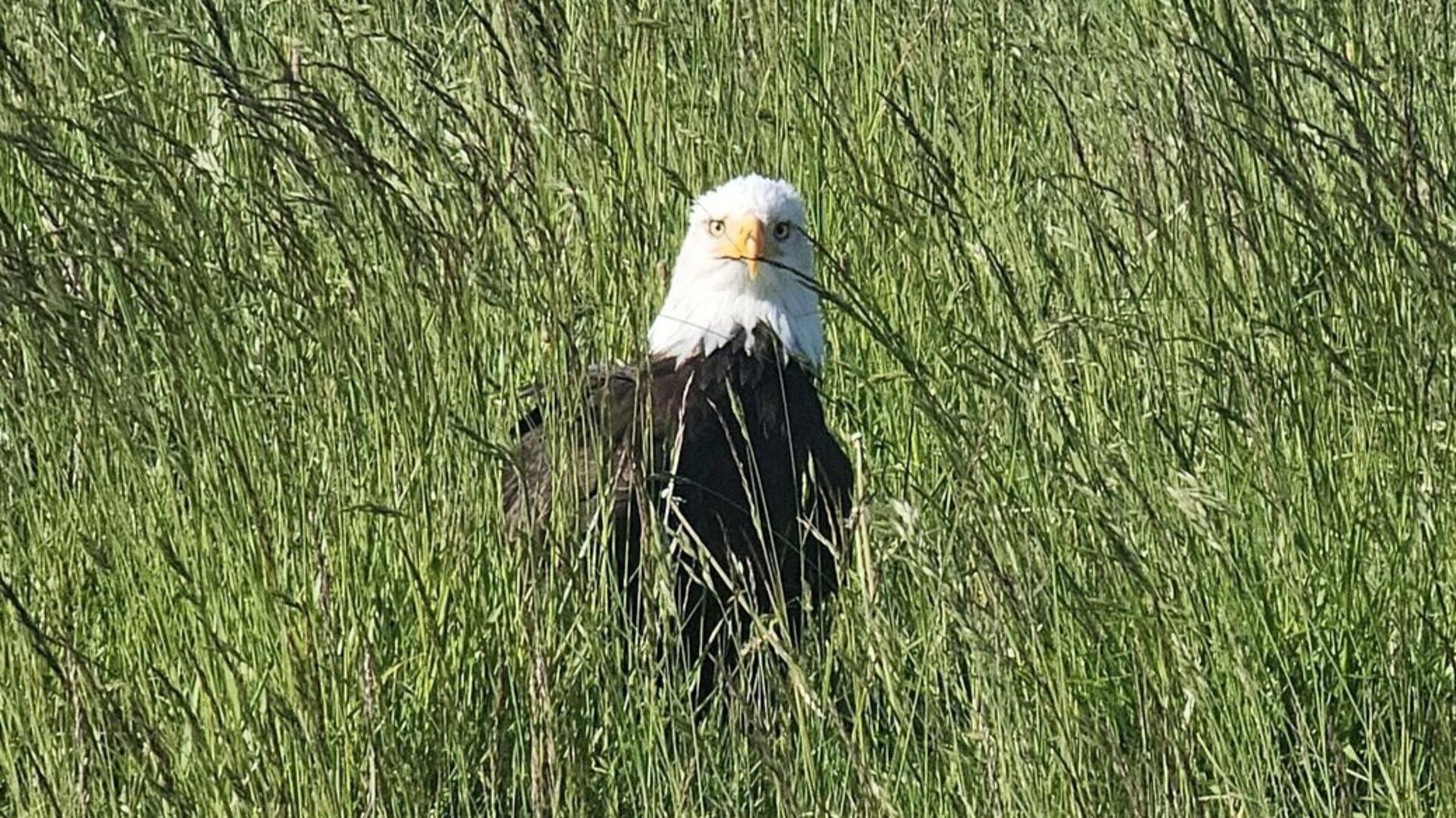 Ein Weißkopfseeadler sitzt in Otterndorf am Deich.