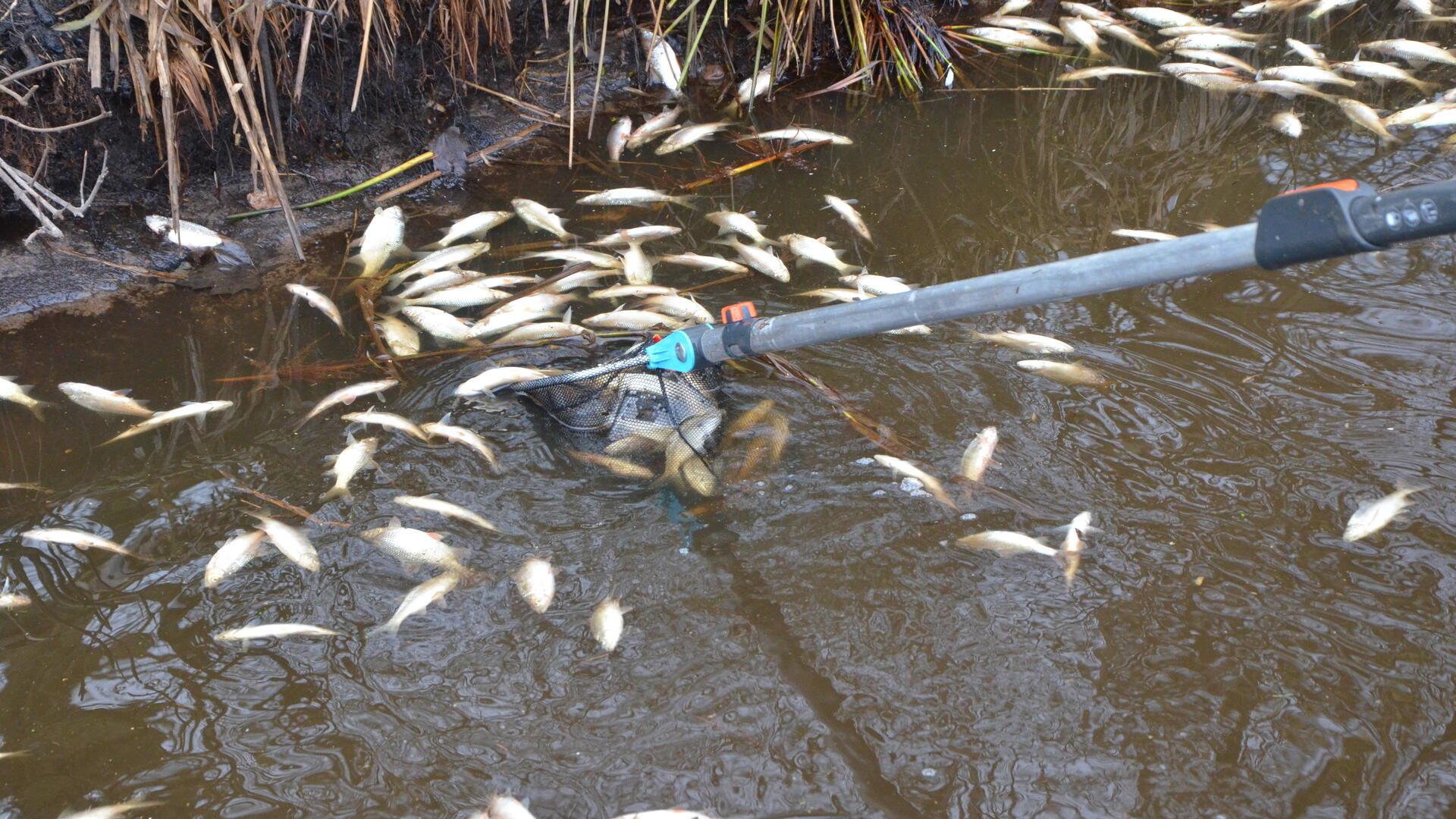 Am Montag wurden viele tote Fische in einem Entwässerungsgraben hinter der „Welt der Sinne“ entdeckt.