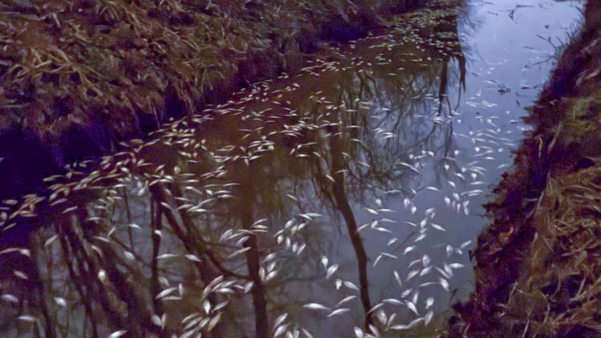 Am Montagabend wurden die toten Fische von Spaziergängern entdeckt.