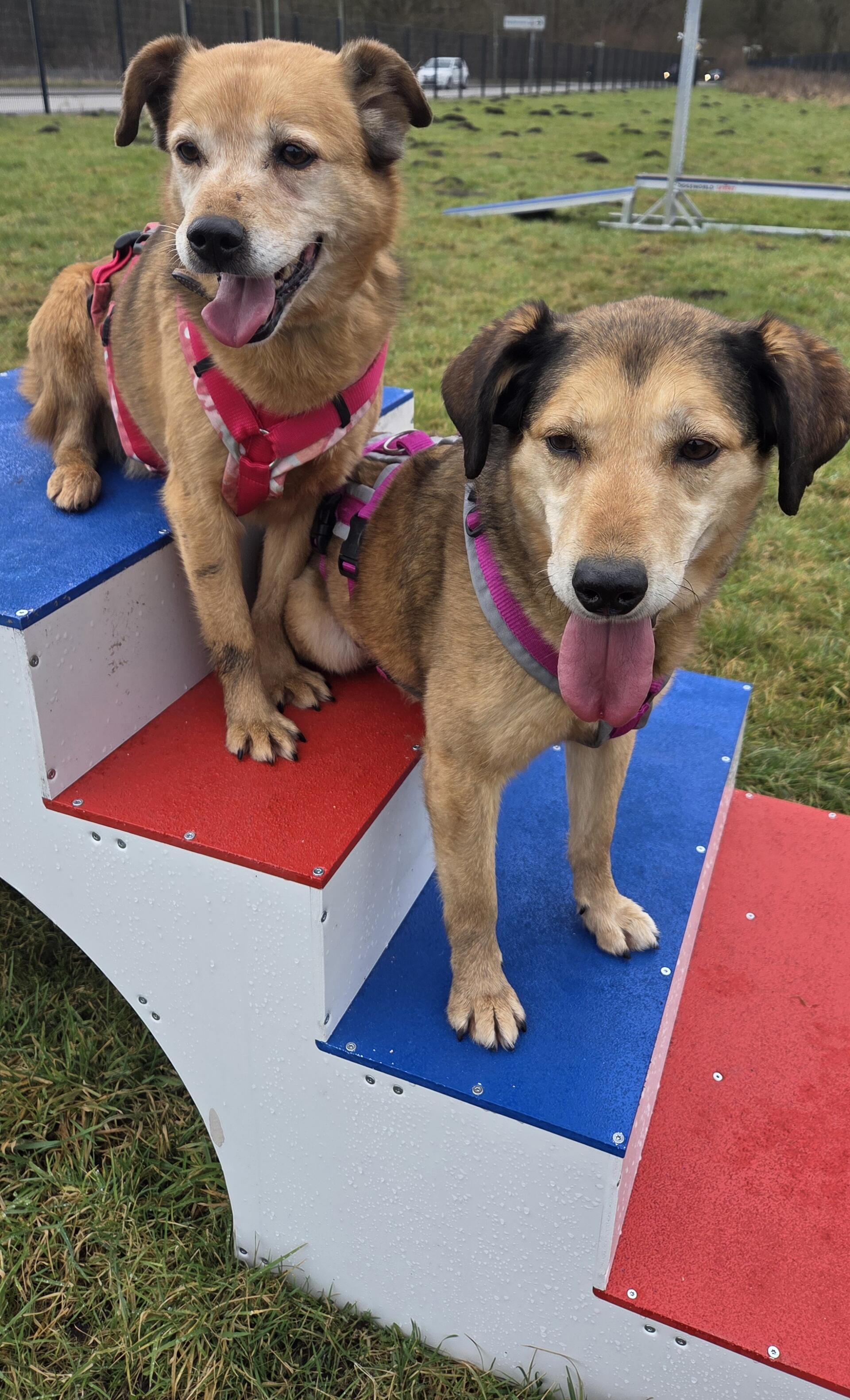 Die Hunde Herzilein und Amelie suchen gemeinsam nach einem schönen Zuhause auf dem Land