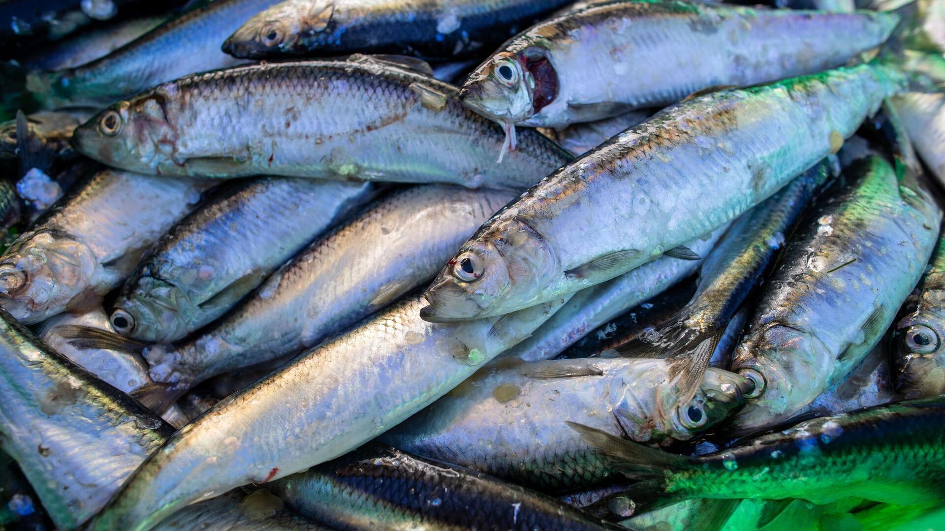 Heringe liegen in einer Fischkiste. 