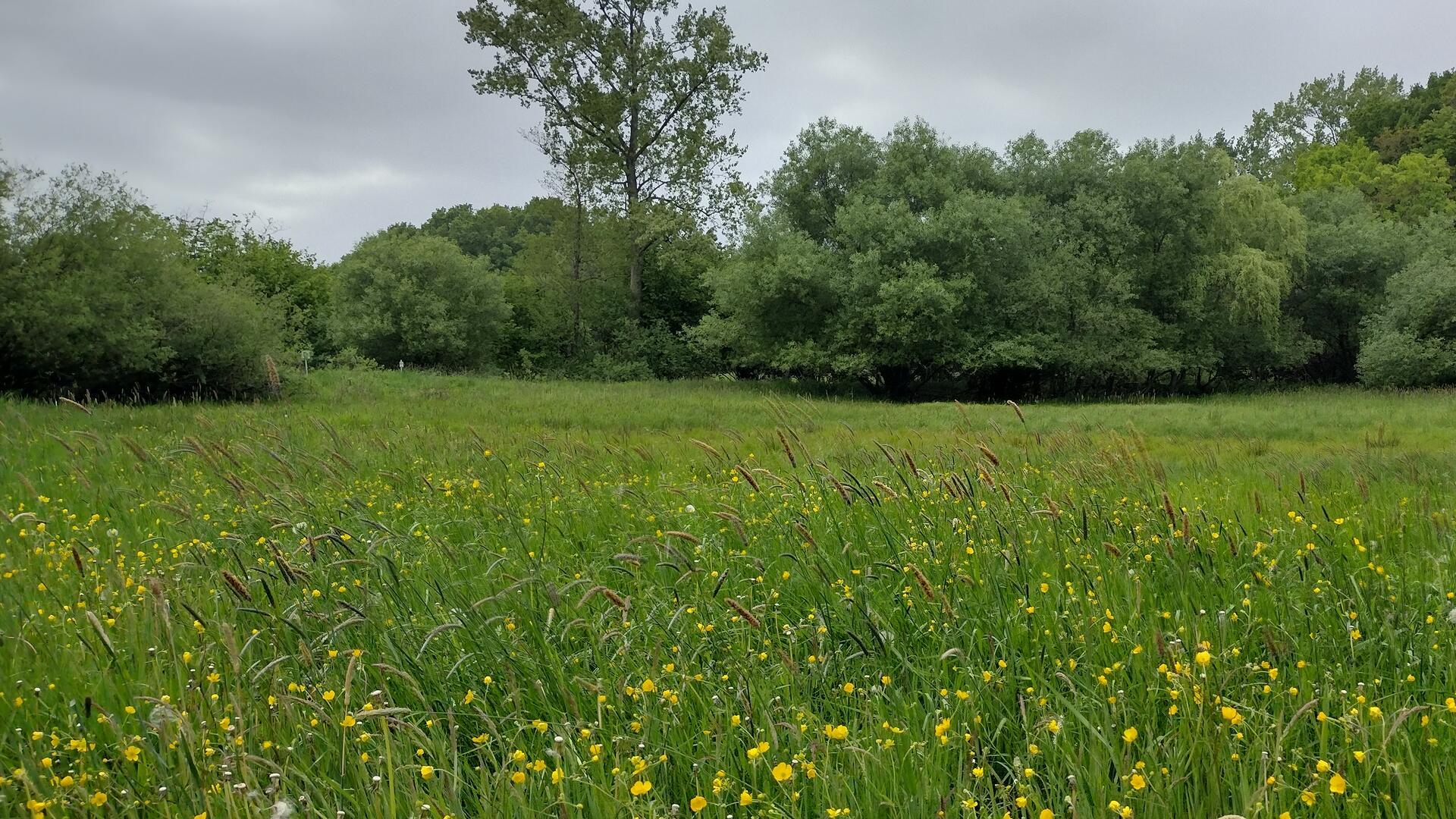 Eine Wiese mit Blumen und langen Grashalmen.
