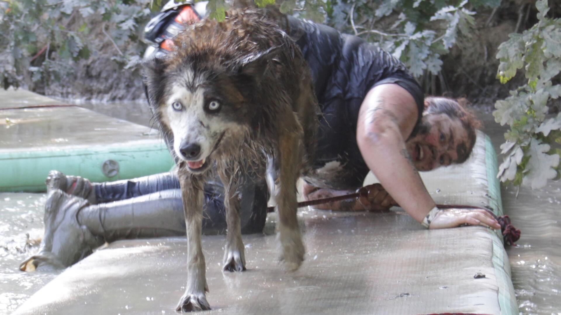Auch Hundehalter aus Beverstedt, die an sportlichen Veranstaltungen teilnehmen, werden künftig mehr für ihren Vierbeiner zahlen müssen. Ausnahmen gibt es für Gebrauchshunde.