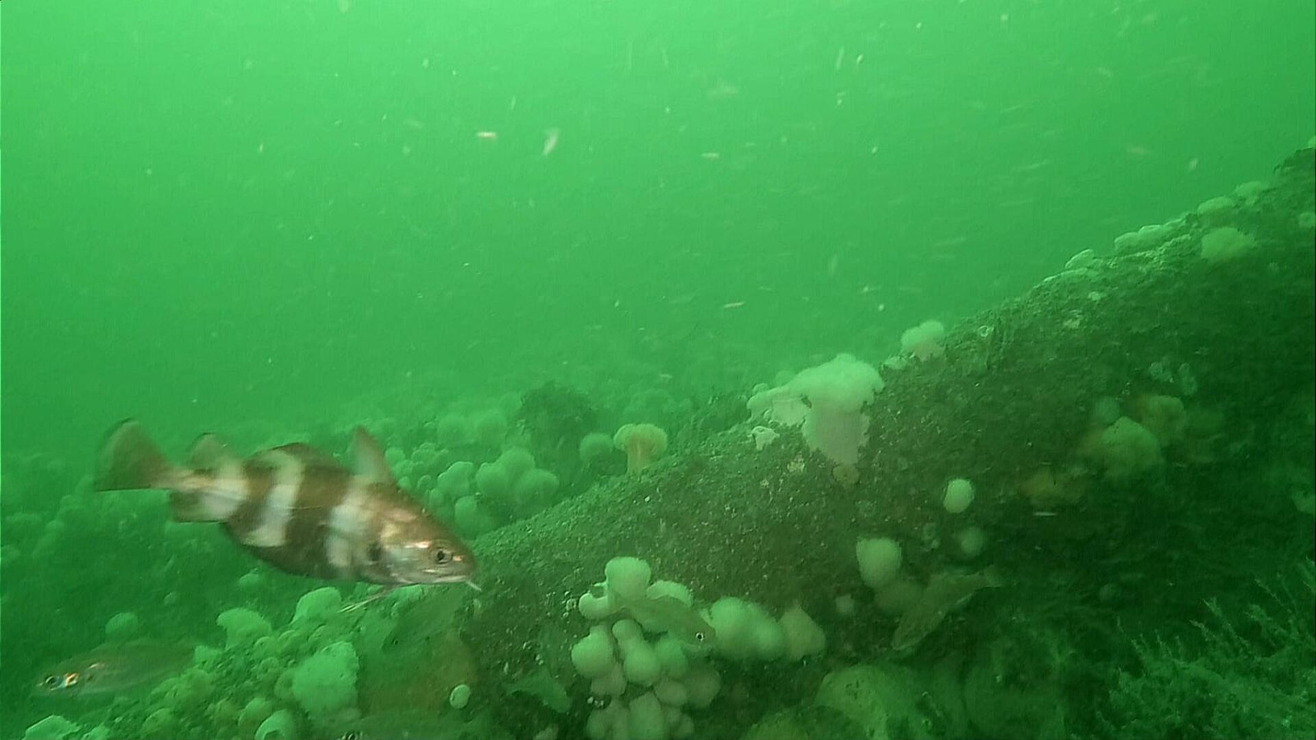 ein Franzosendorch in der Nordsee