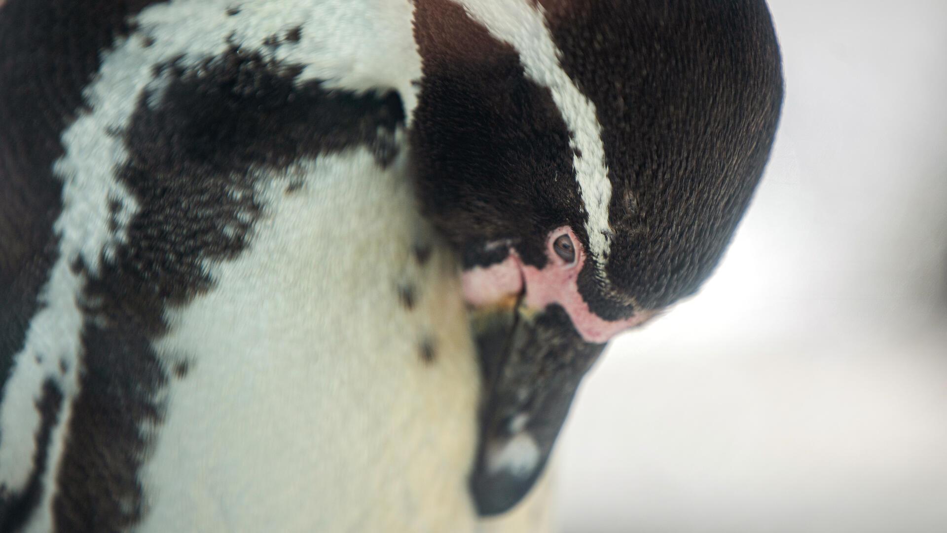 Ein Pinguin in Nahaufnahme. Auch bei den Pinguinen im Zoo am Meer Bremerhaven steht der Frühjahrsputz an – gründliche Gefiederpflege ist angesagt!