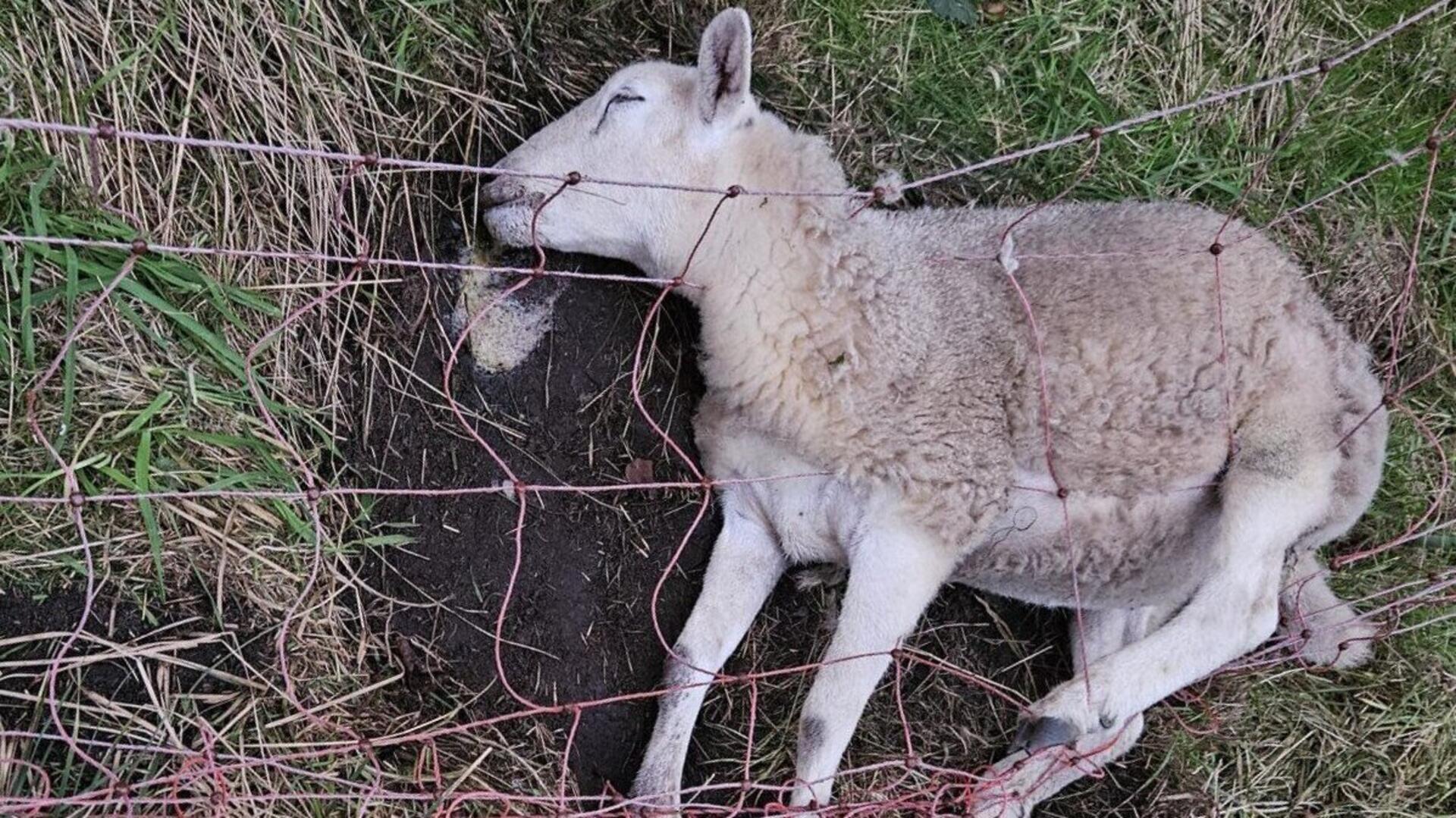 Auch dieses Schaf wurde ein Opfer des Wolfsangriffs in der Gemeinde Steinau. Foto: Reinecke