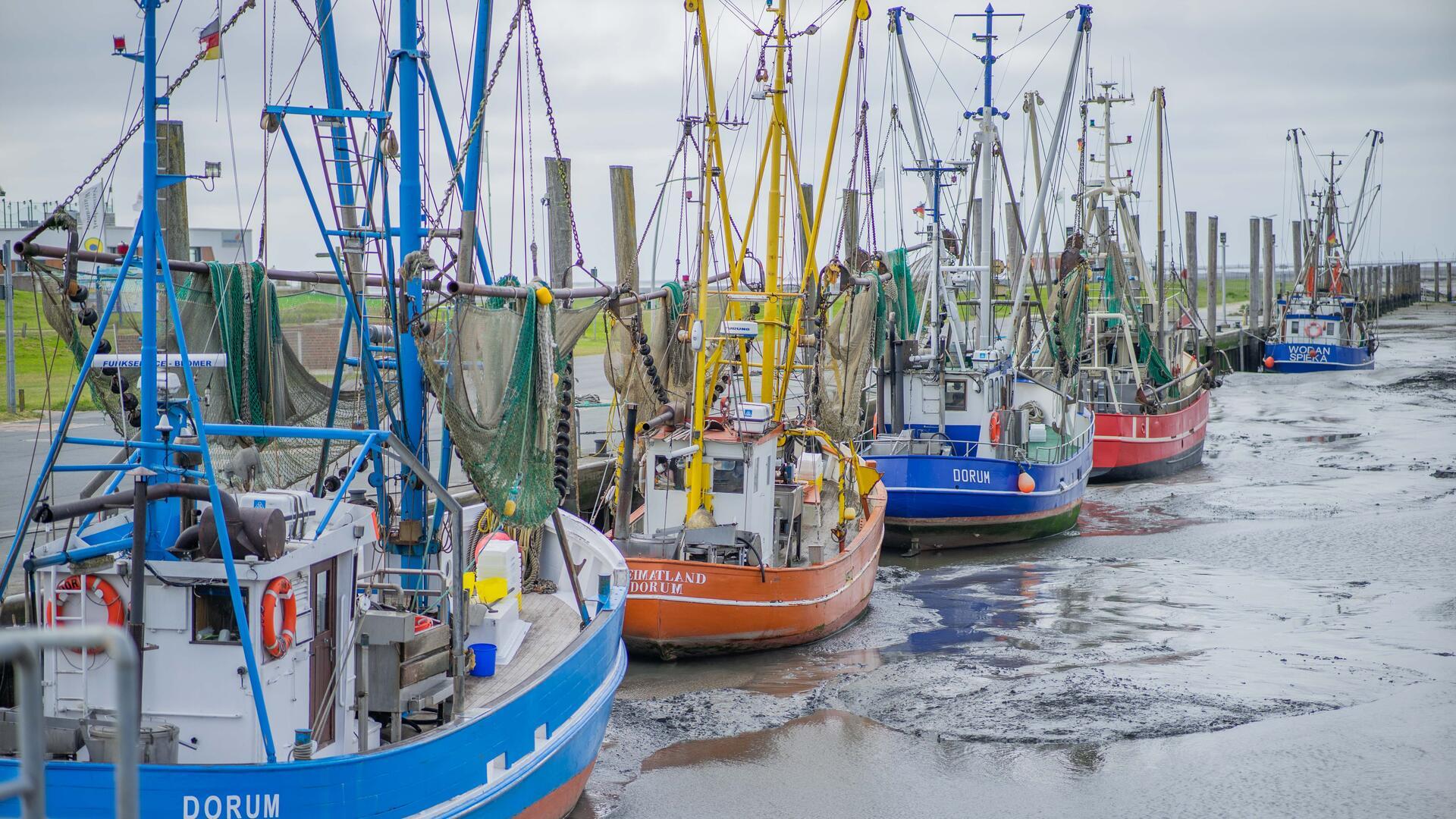 Kutter im Hafen von Dorum Neufeld. Wohin geht die Reise für die Krabbenfischer und die kleinen Sielhäfen?