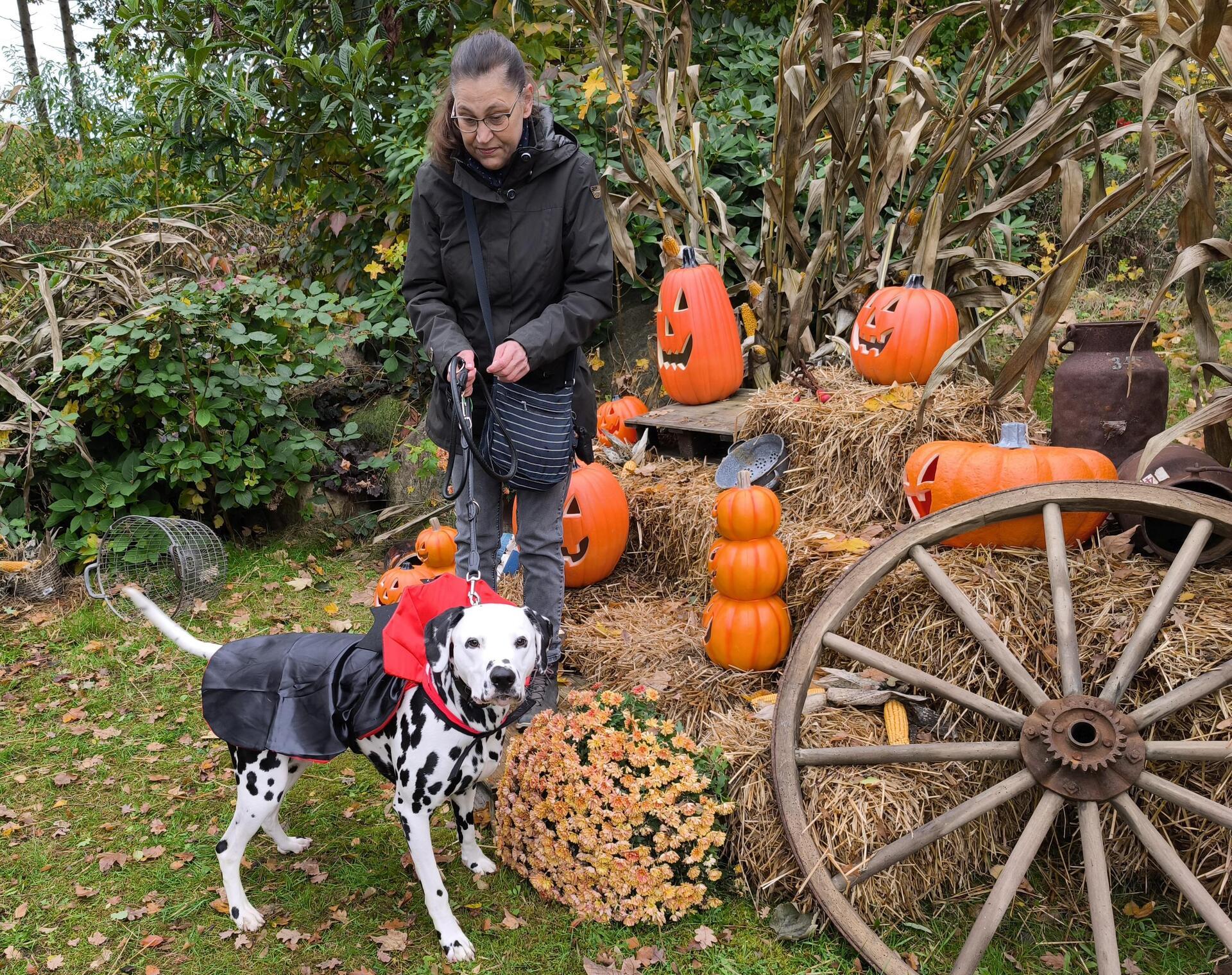 Auf dem Hundehof von Verena Heuwinkel in Bremerhaven gab es für Hunde und ihre B...