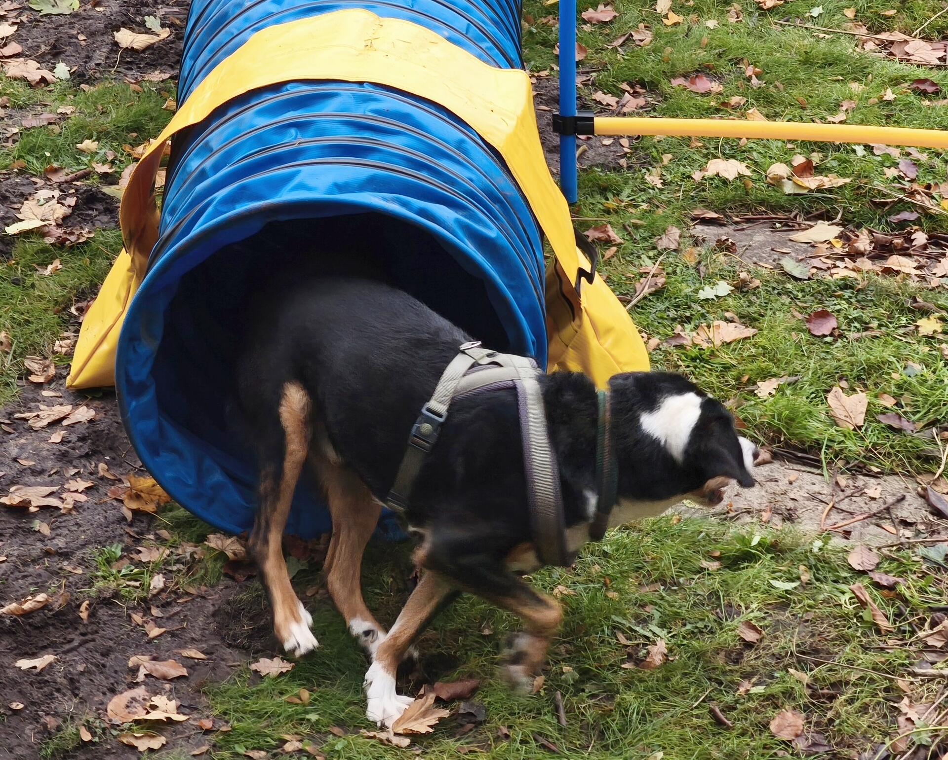 Auf dem Hundehof von Verena Heuwinkel in Bremerhaven gab es für Hunde und ihre B...