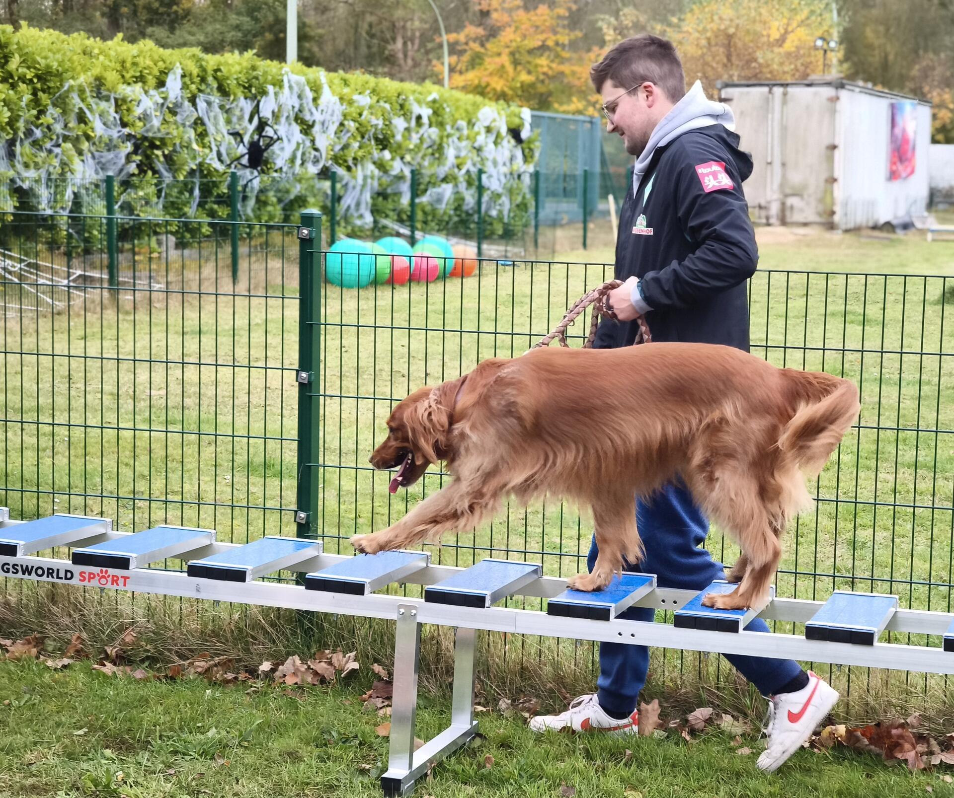 Auf dem Hundehof von Verena Heuwinkel in Bremerhaven gab es für Hunde und ihre B...