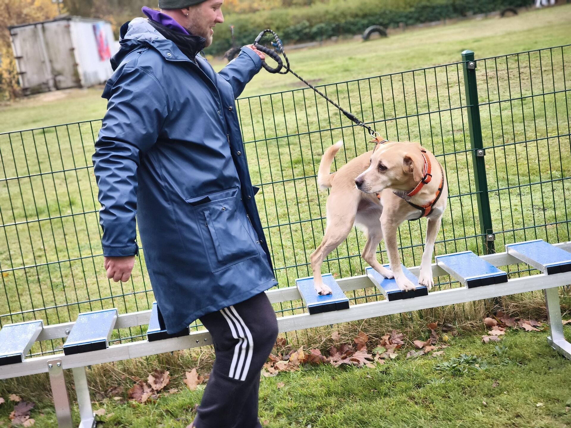 Auf dem Hundehof von Verena Heuwinkel in Bremerhaven gab es für Hunde und ihre B...
