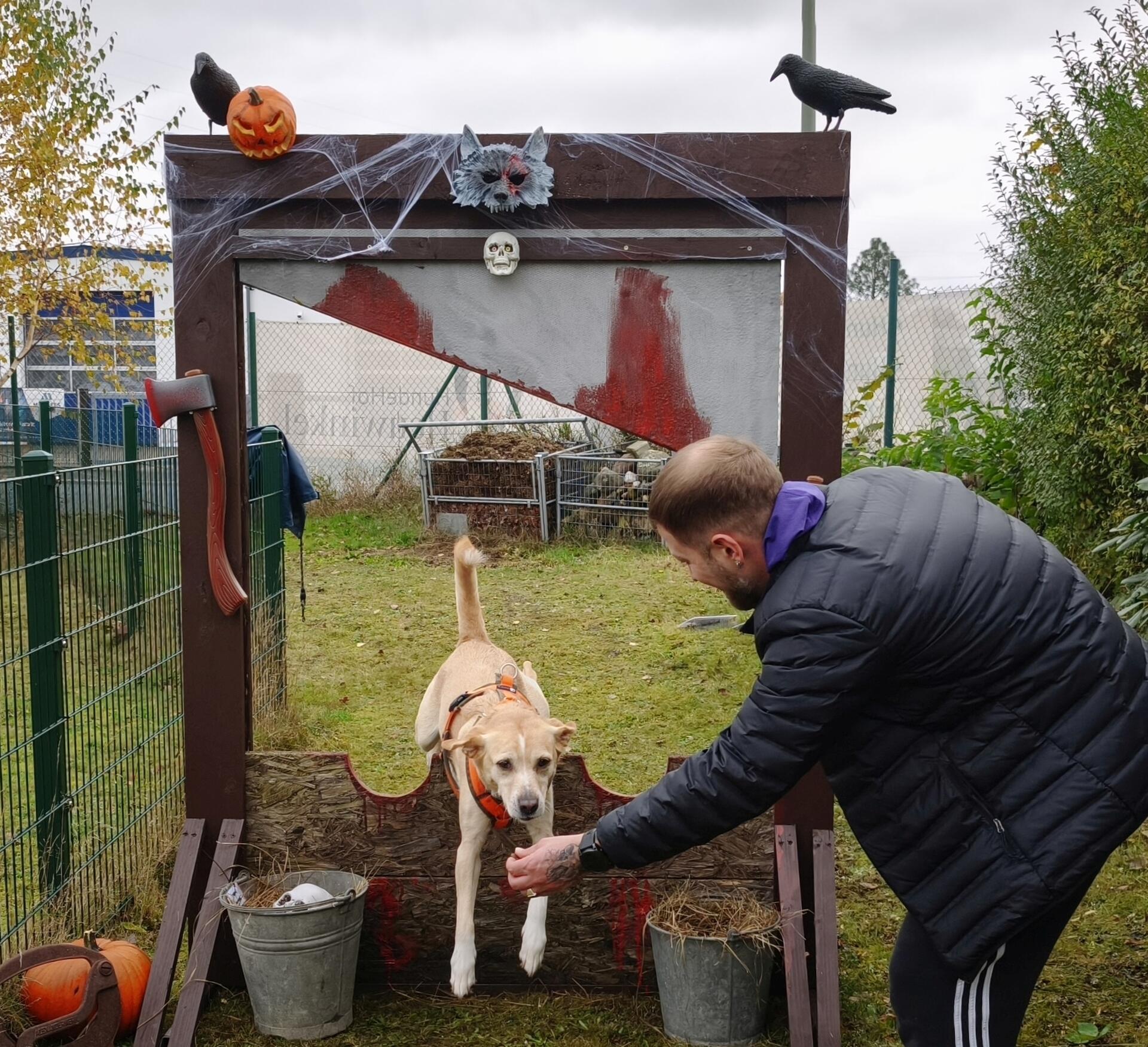 Auf dem Hundehof von Verena Heuwinkel in Bremerhaven gab es für Hunde und ihre B...