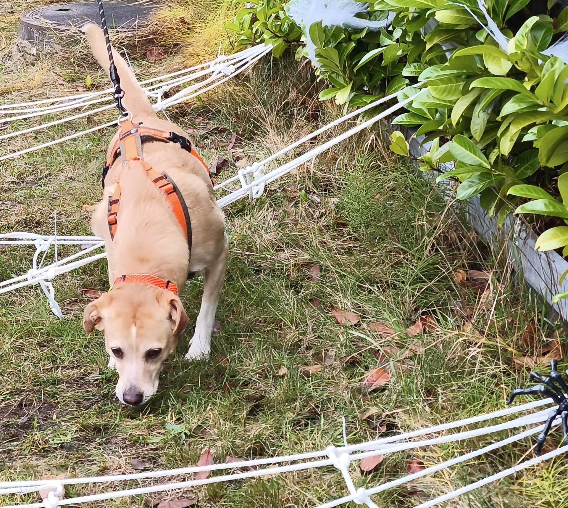 Auf dem Hundehof von Verena Heuwinkel in Bremerhaven gab es für Hunde und ihre B...