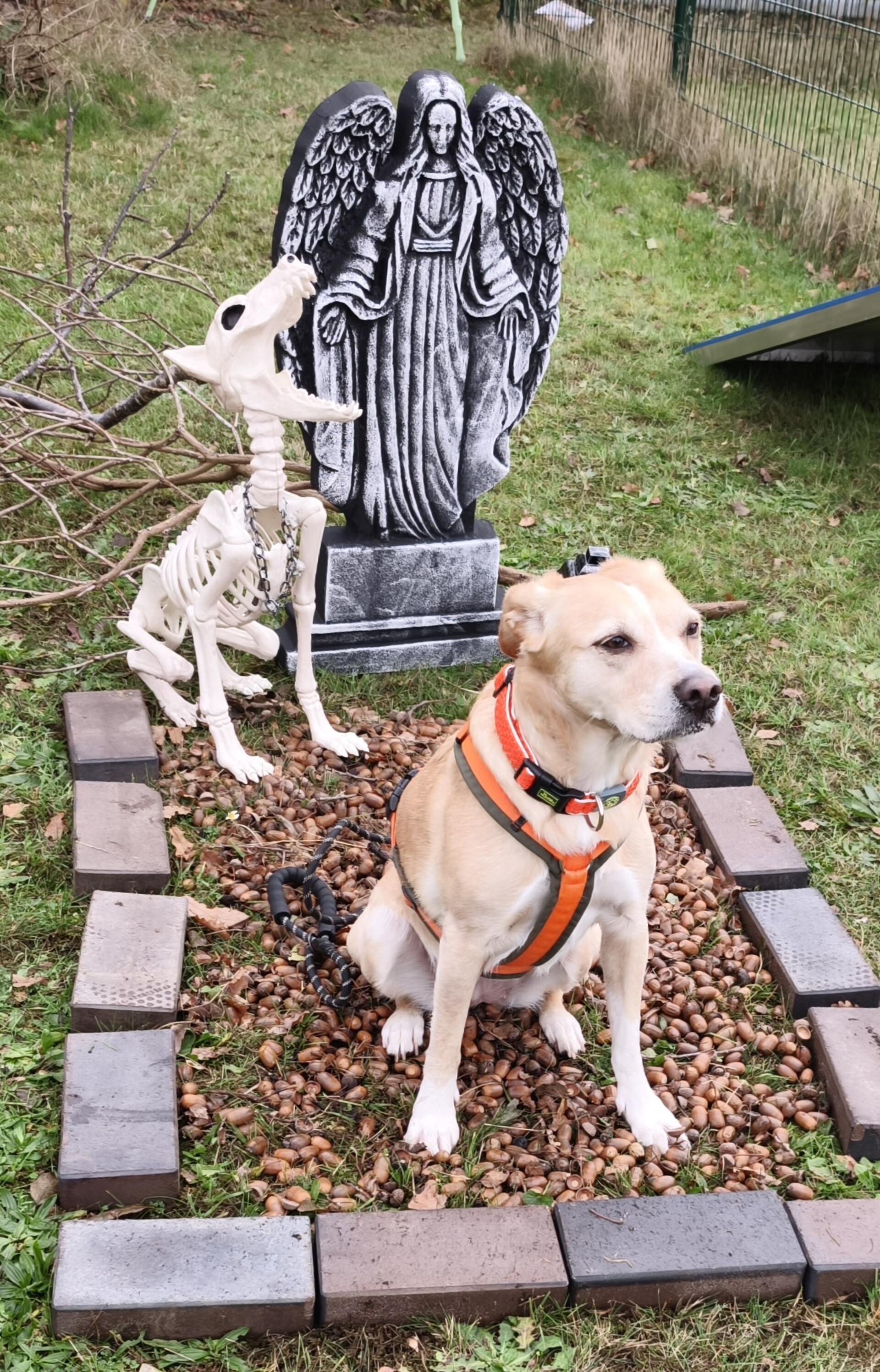 Auf dem Hundehof von Verena Heuwinkel in Bremerhaven gab es für Hunde und ihre B...