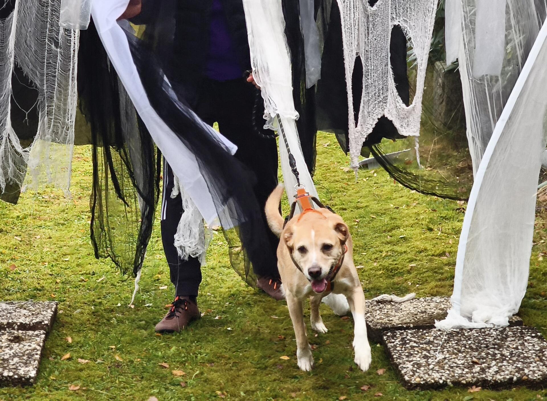 Auf dem Hundehof von Verena Heuwinkel in Bremerhaven gab es für Hunde und ihre B...