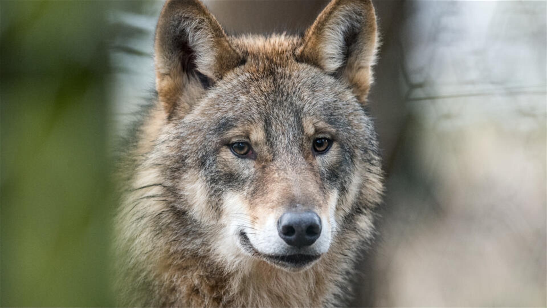 Aufnahme eines Wolfs. Am 11. März ist es zu einem Unfall zwischen einem Wolf und einem Auto auf der A27 zwischen Nordholz und Altenwalde gekommen. Das Tier verendete vor Ort.
