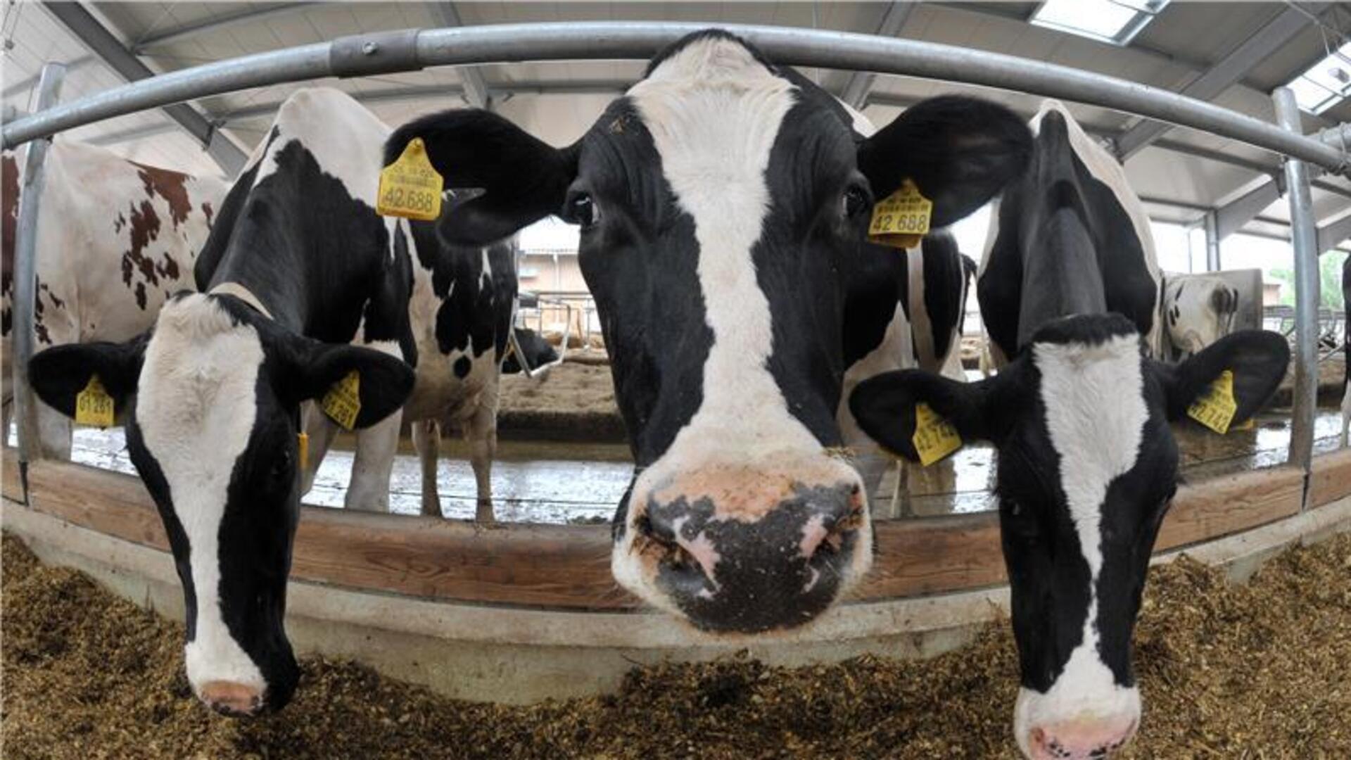 Auf einem Rinderbetrieb in der Samtgemeinde Börde Lamstedt wurden bei Kontrollen durch das Veterinäramt des Landkreises Cuxhaven gravierende Missstände festgestellt (Symbolbild). 