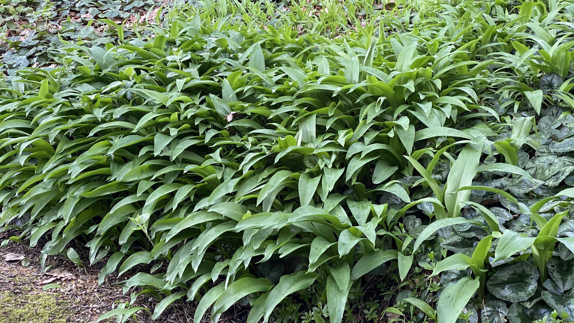 Üppiger Bärlauch im Wildalpenveilchenbeet