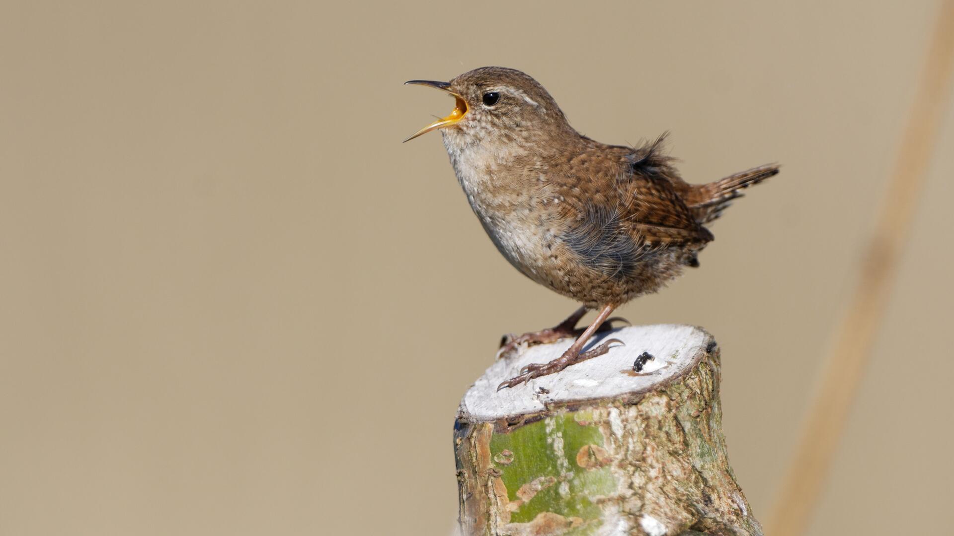 Ein Vogel auf einem Baumstumpf.