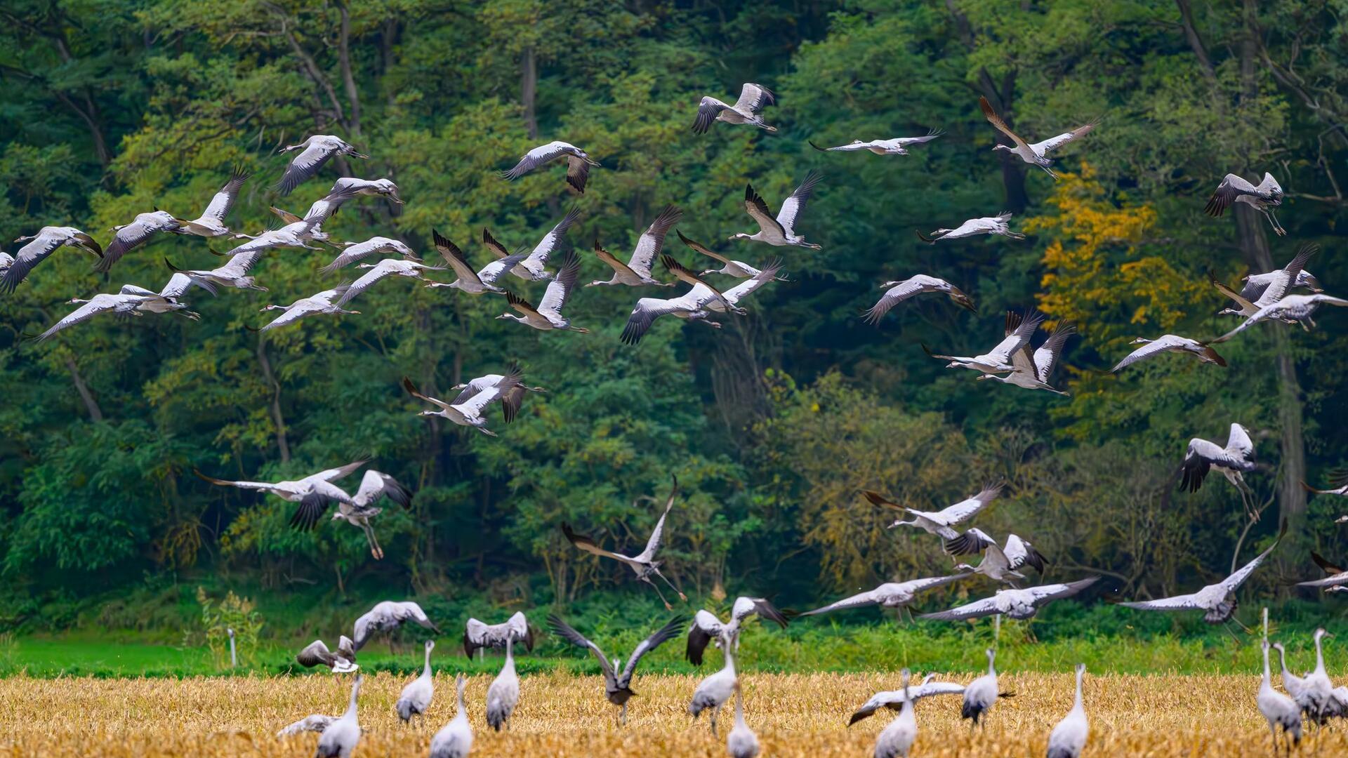 Bei einem toten Kranich, der in der Gemeinde Gnarenburg gefunden wurde, ist das Vogelgrippe-Virus nachgewiesen wurden. 