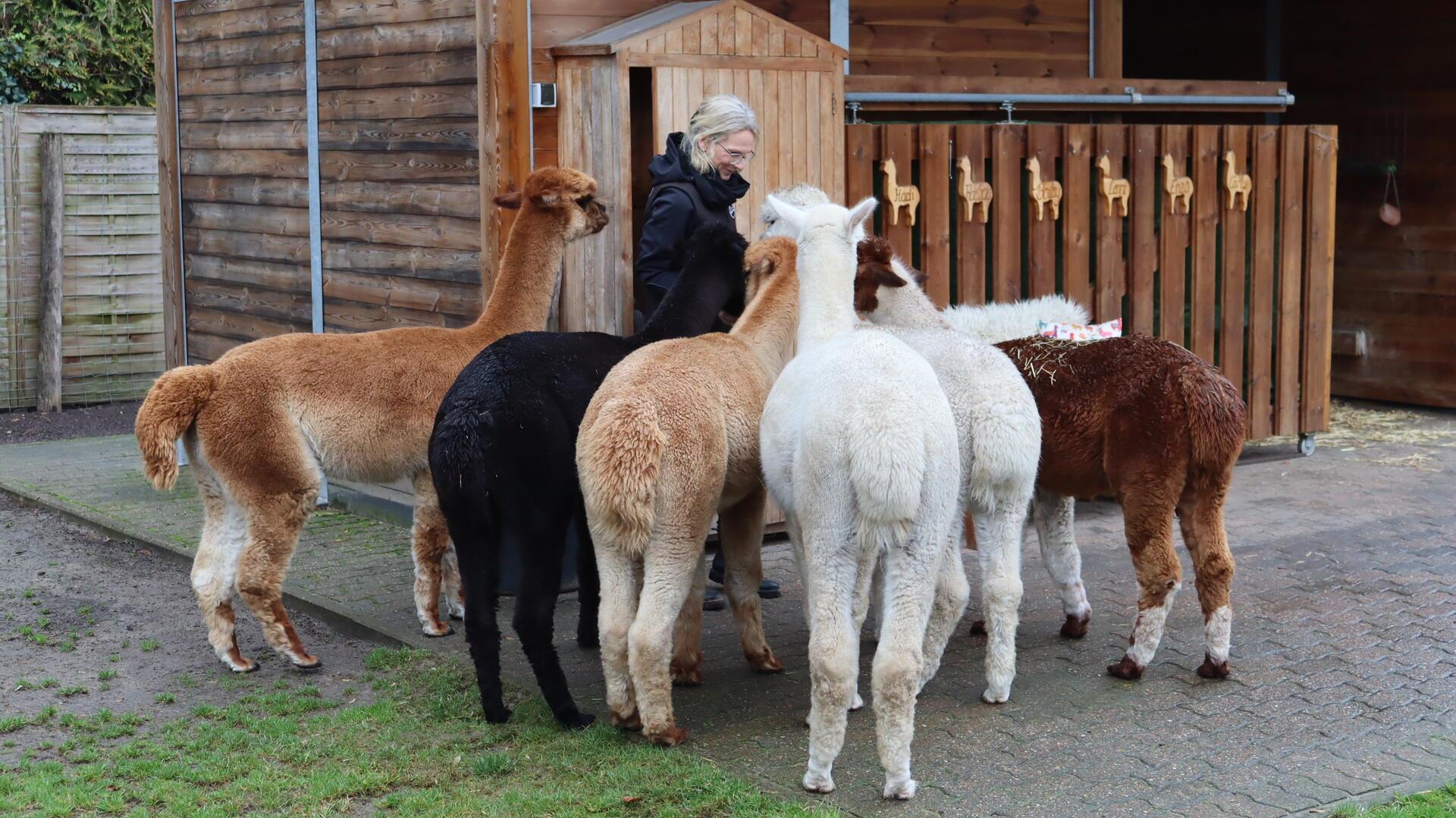 Frau füttert Alpakas vor Stall