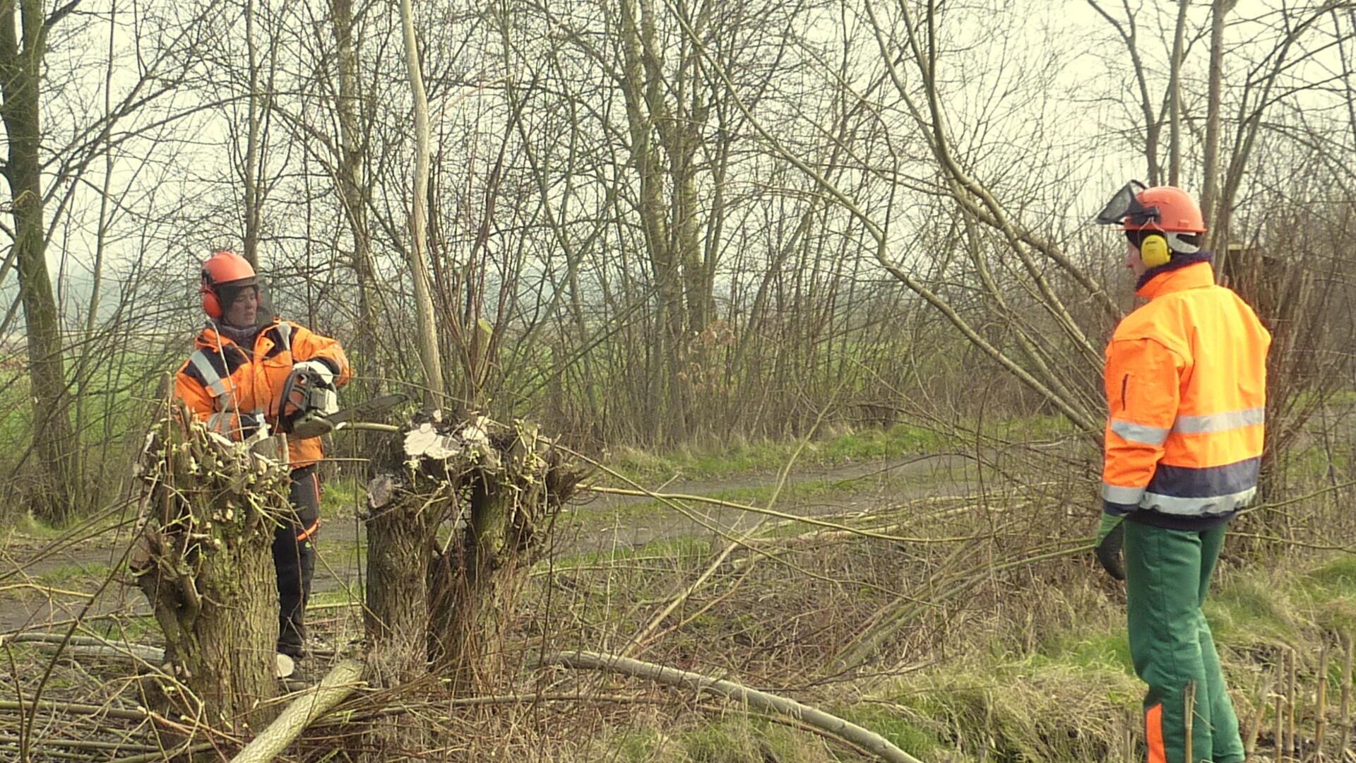 Beim Praxisteil des Landschaftspflegekurses lernen die Teilnehmer auch den Umgang mit der Kettensäge. 