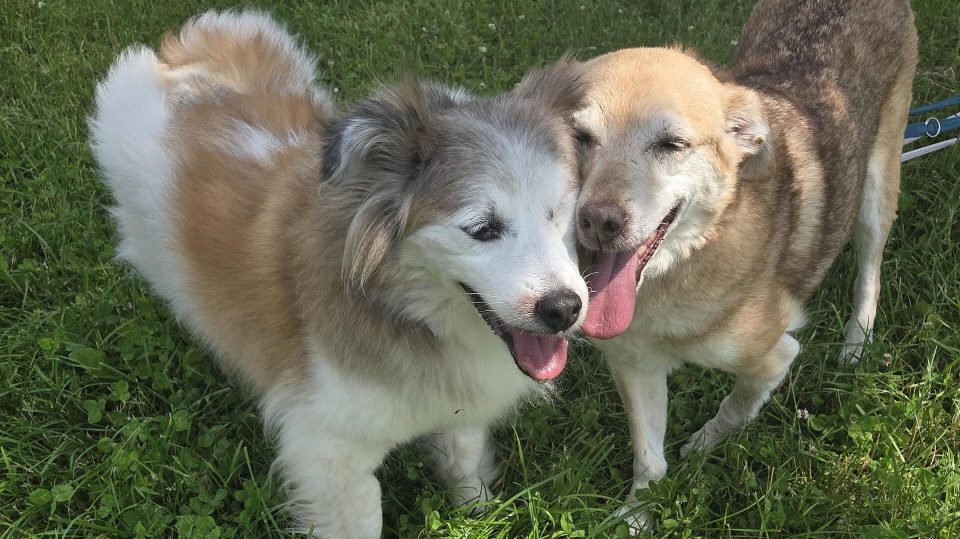 2 große,  hellbraune und freundliche Hunde auf dem Rasen