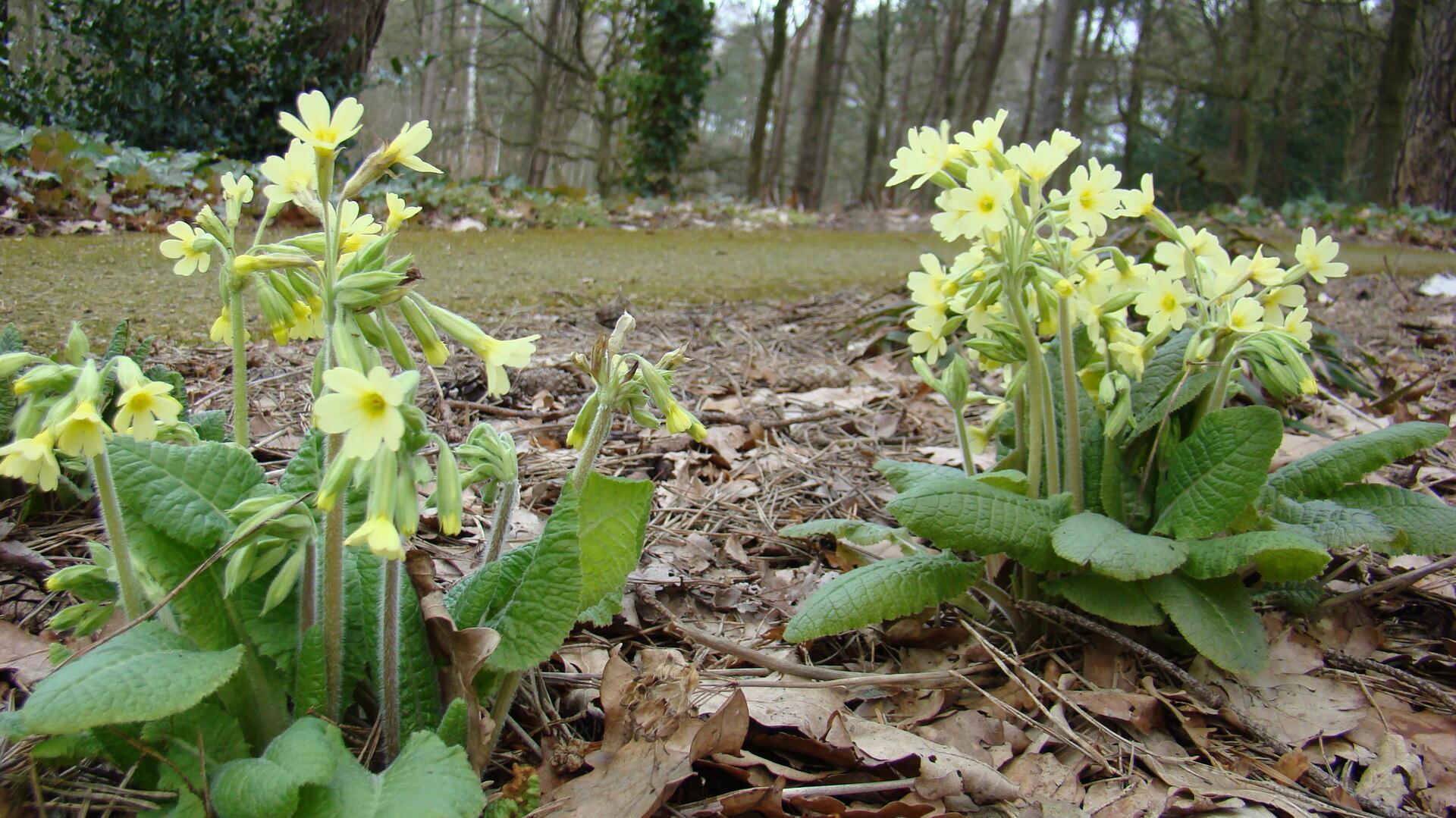 Für die einen ist es ein naturnaher Garten, für die anderen eher Wildnis. 