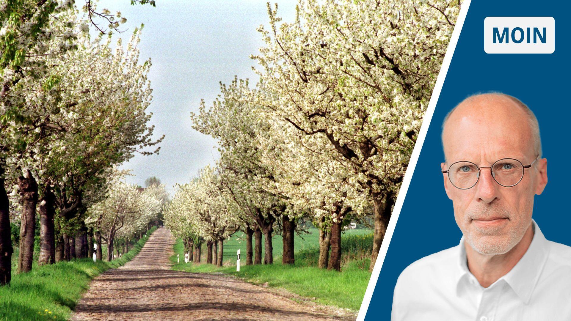 Obstbaumallee