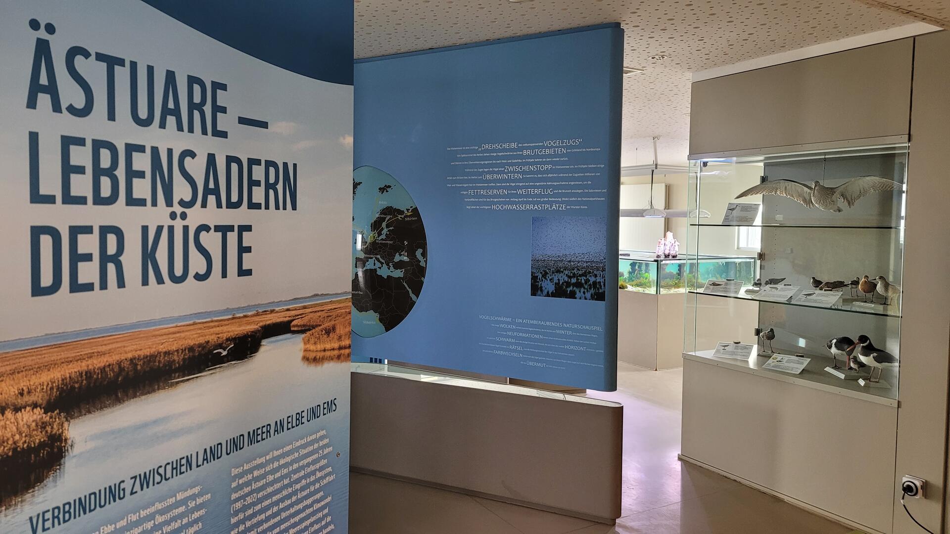 Lebensraum Elbe und Ems: Sonderausstellung im Nationalpark-Haus Wurster Nordseeküste in Dorum-Neufeld.