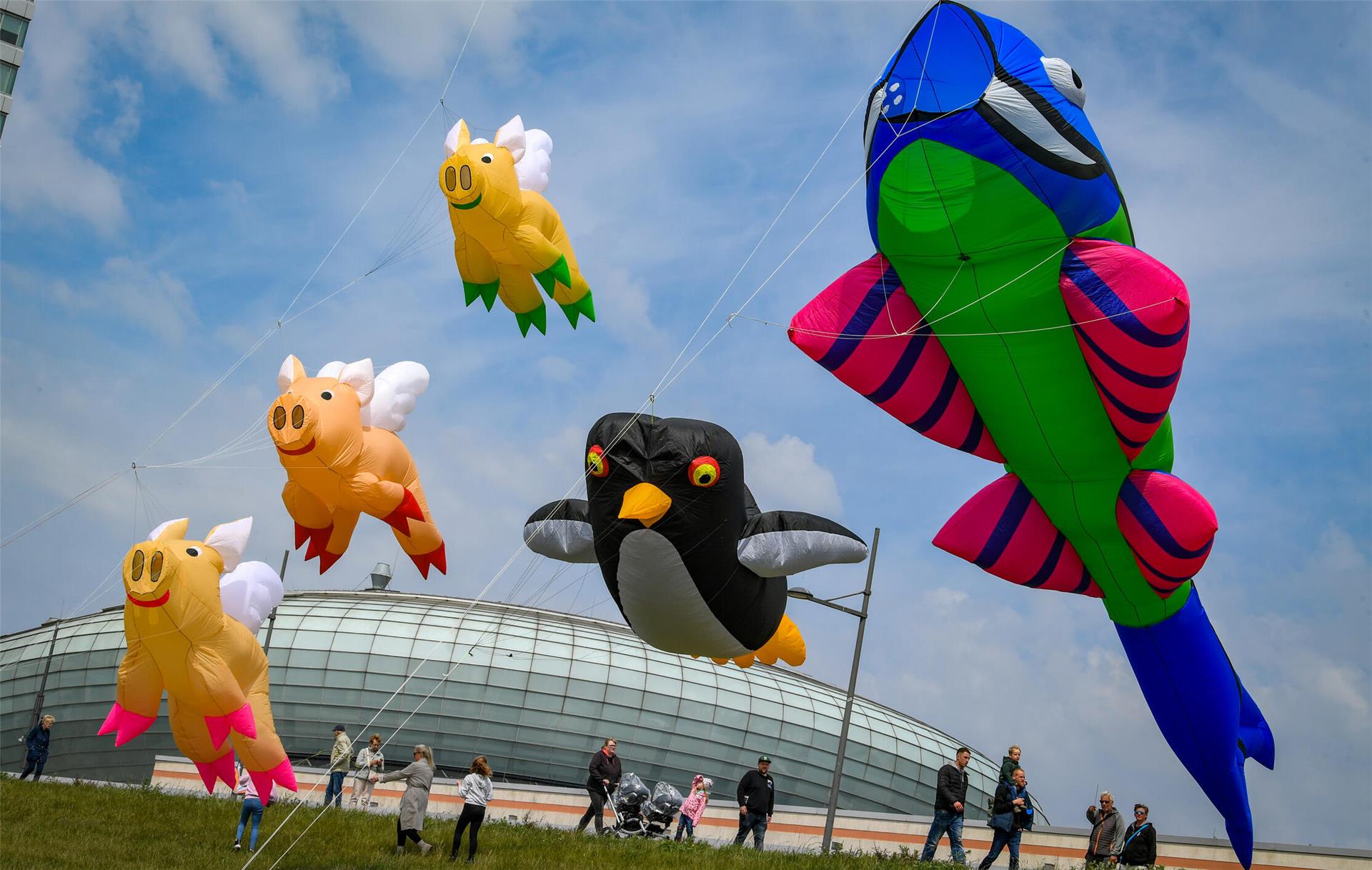 Beim Drachenfestival in Bremerhaven waren die fliegenden Schweine der Hit. 