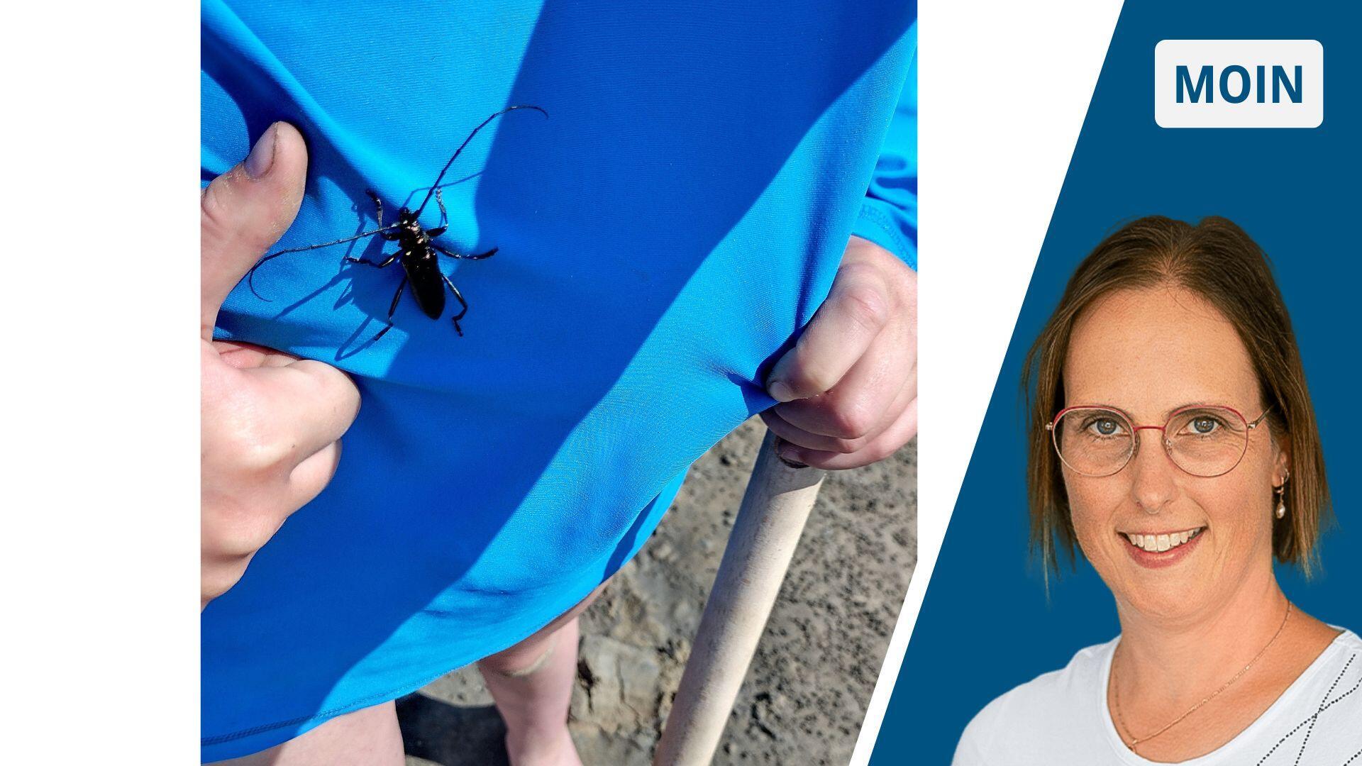 Ein großer Käfer sitzt auf einem T-Shirt, zum Größenvergleich ist ein Kinderdaumen daneben erkennbar.