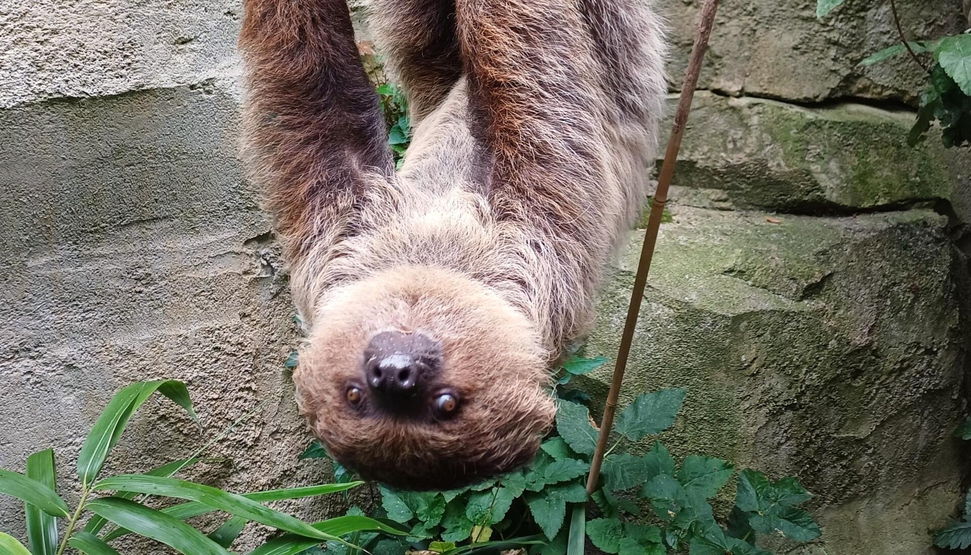 Ein Faultier hängt kopfüber an einem Seil
