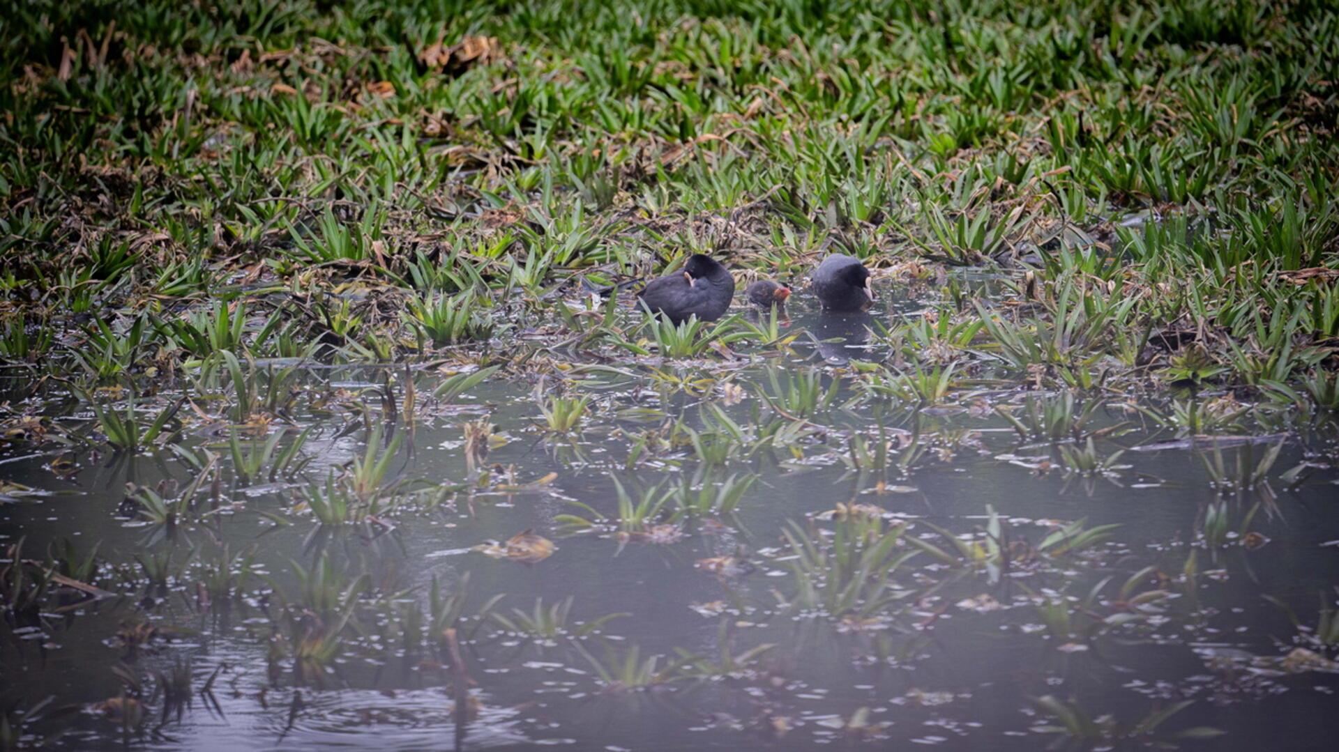 Wasservögel im See mit viel Bewuchs