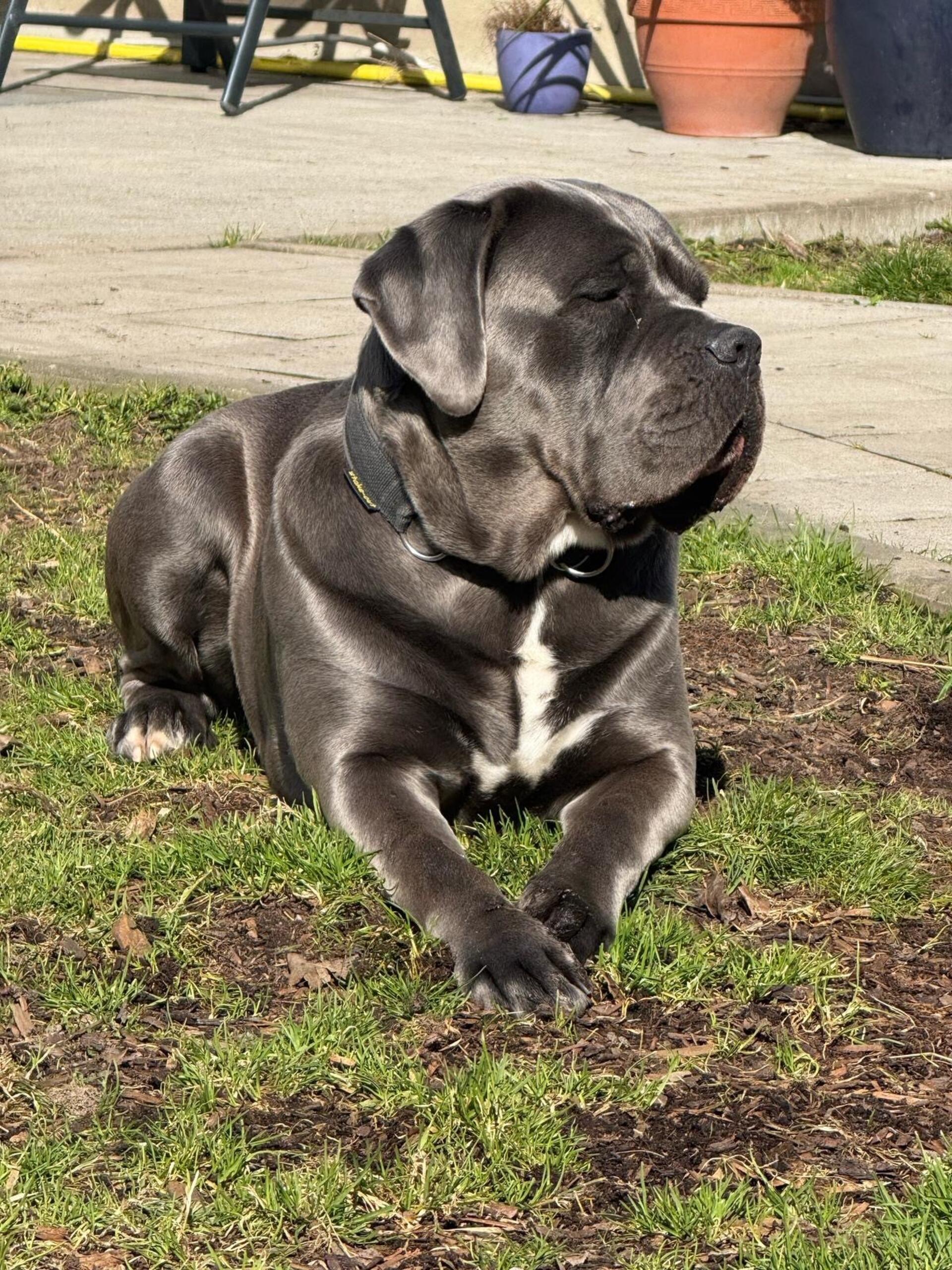 Blue, ein 2,5 Jahre alter Cane Corso Rüde aus Nordenham.