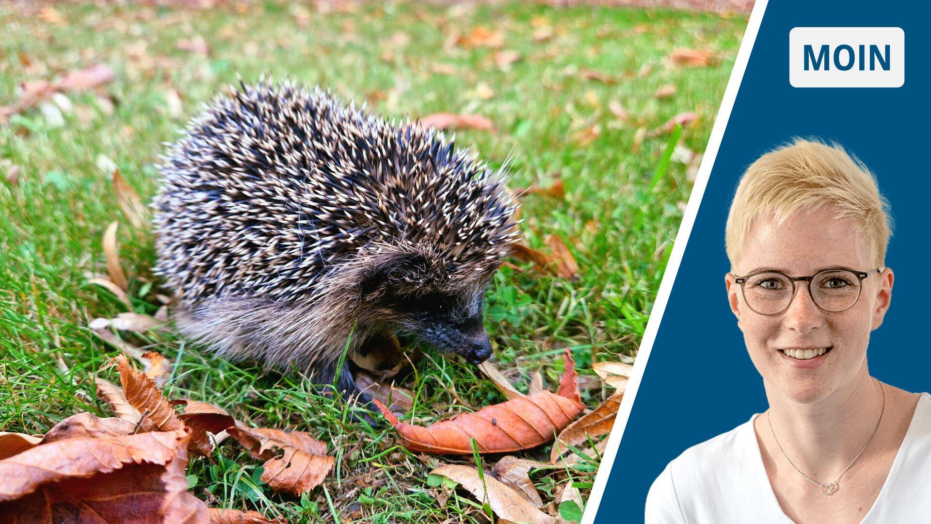 Ein kleiner Igel sitzt zwischen braunen Blättern auf dem Rasen.