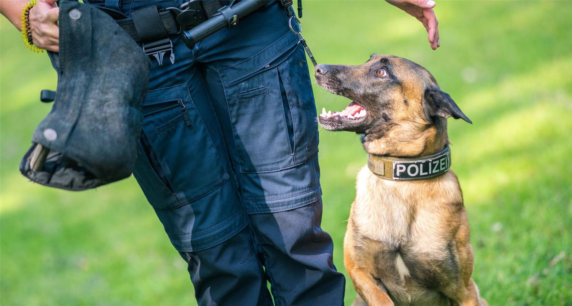 Diensthund Simba, ein belgischer Schäferhund im Besitz des Landes Niedersachsen, trainiert mit seiner Diensthundführerin.