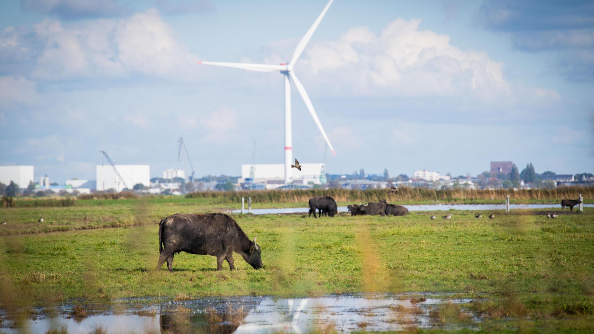 Rinder grasen auf einer feuchten Weide auf der Luneplate. Im Hintergrund sind Industrieanlagen und ein Windrad zu sehen. Das Naturschutzgebiet Luneplate bietet eine vielfältige Tier- und Pflanzenwelt.