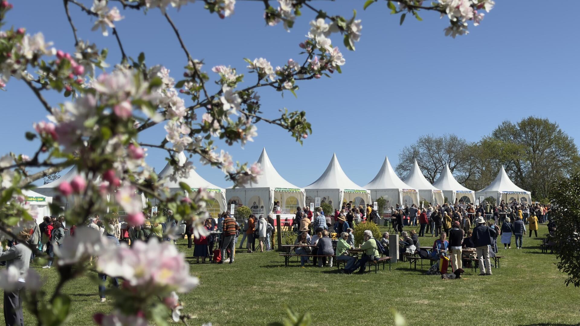 Viele Besucher sitzen vor Zelten auf einer Wiese mit blühenden Kirschbäumen.