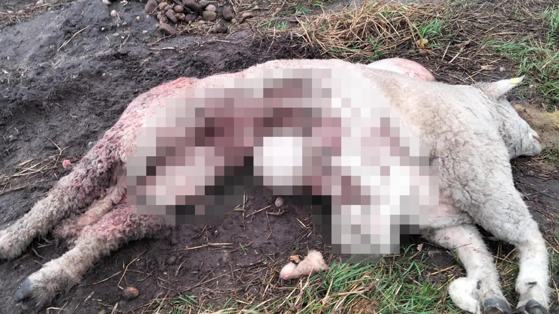 Das gepixelte Bild lässt nur erahnen, wie es nach einem Angriff zugerichtet wurde. Sein Halter Gerhard Carstens geht angesichts der Spuren von einem Wolfsriss aus.