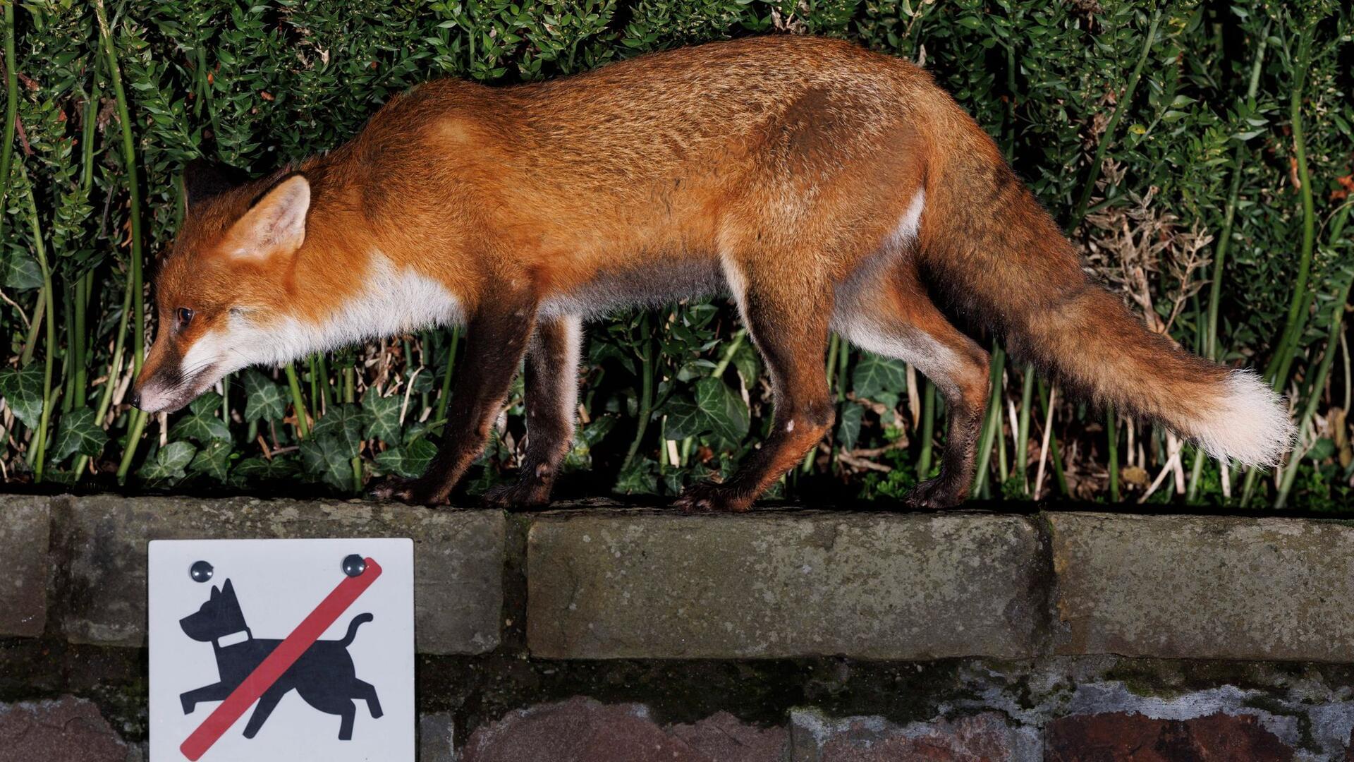 Bilder des Tages Das ist auf jeden Fall kein „assistance dog“. Ein Stadtfuchs hält in der Nähe des Stadtzentrums von Bristol auf.