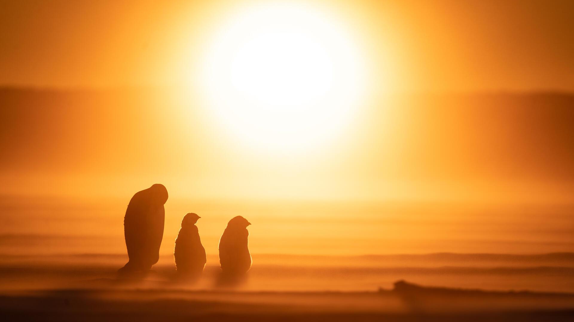 Kaiserpinguine in der Antarktis.