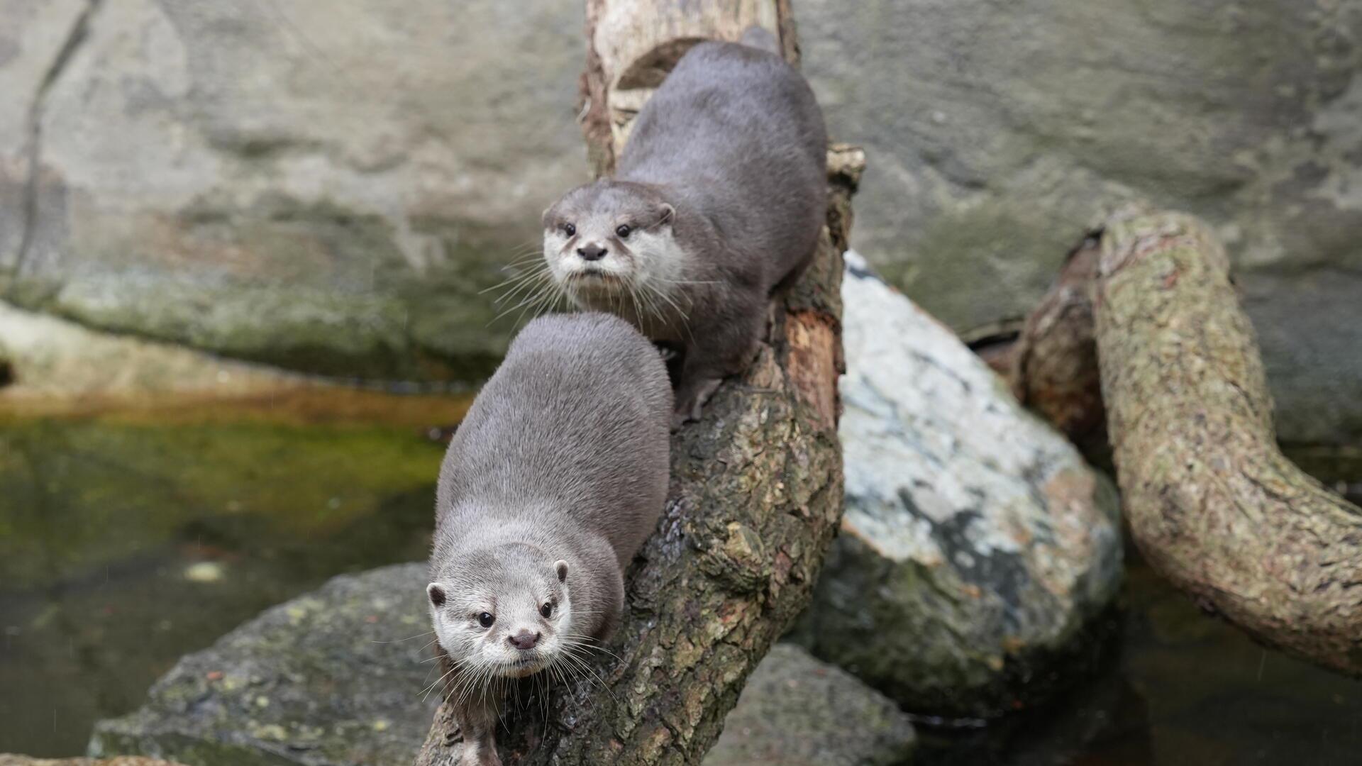 Die beiden Zwergotter im Zoo am Meer in Bremerhaven erkunden ihr Gehege.