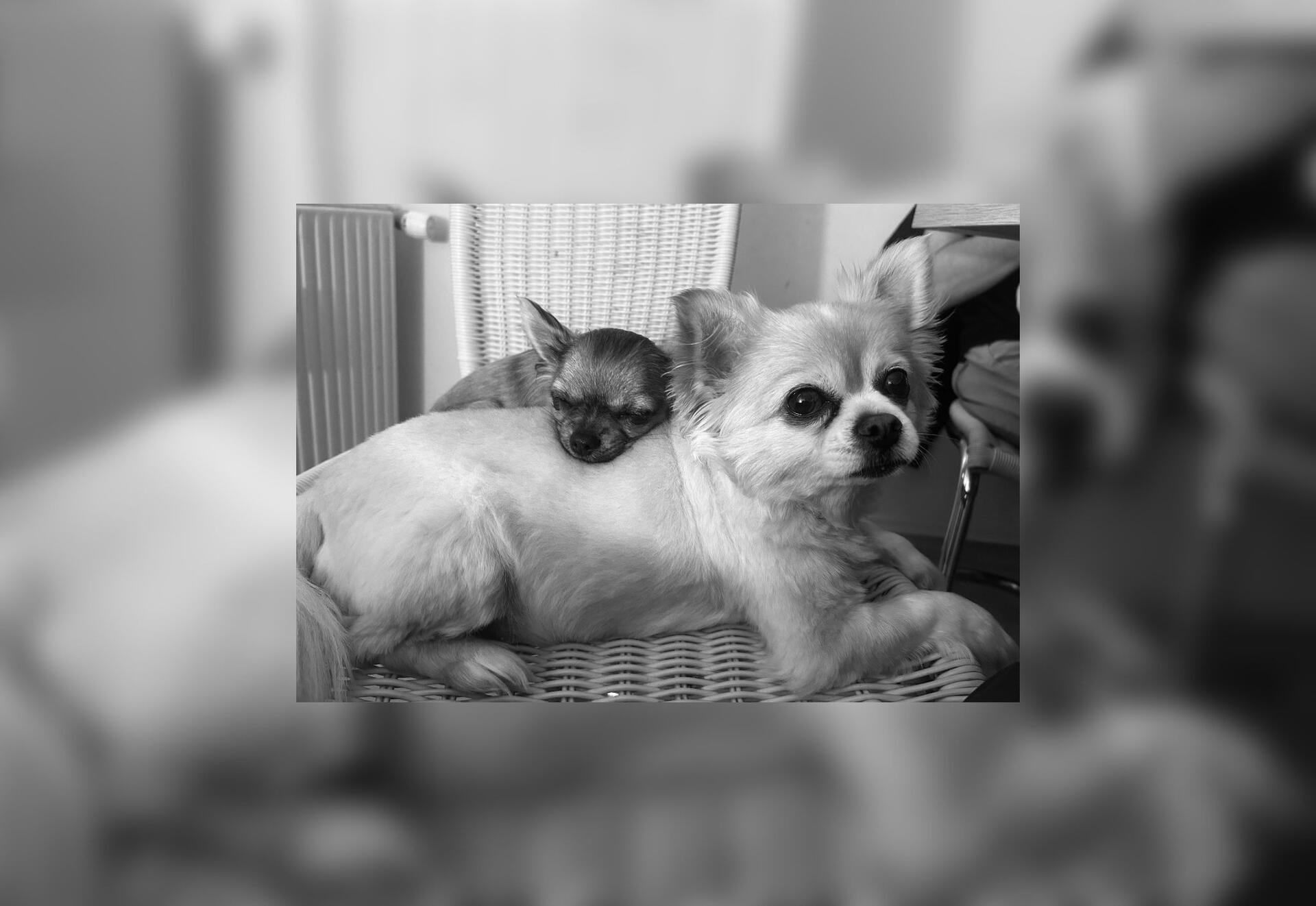Das sind die beiden Chihuahuas Teddy und Mitch aus Nordenham. Zwischen ihnen lie...