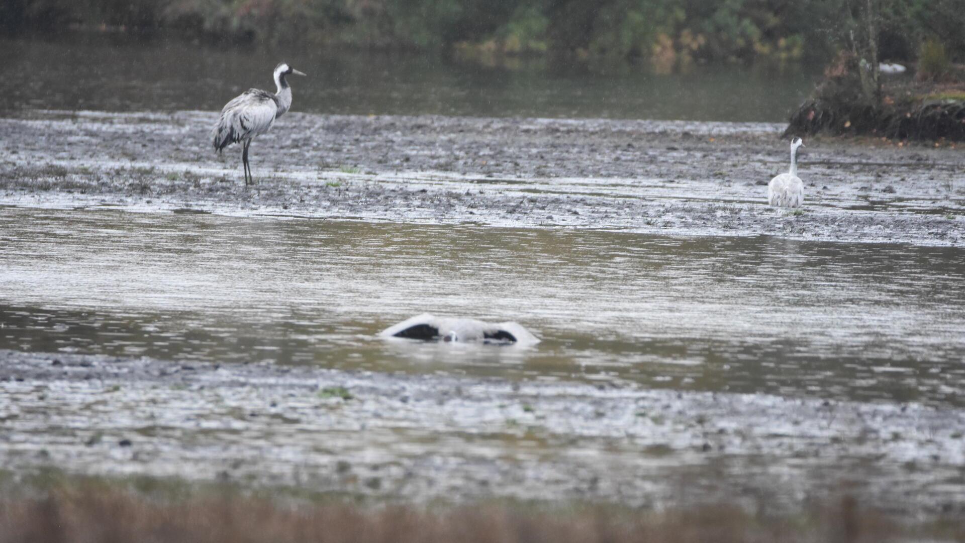 Zwei Kraniche stehen in einer Wasserfläche, im Vordergrund liegt ein toter Vogel im Wasser.