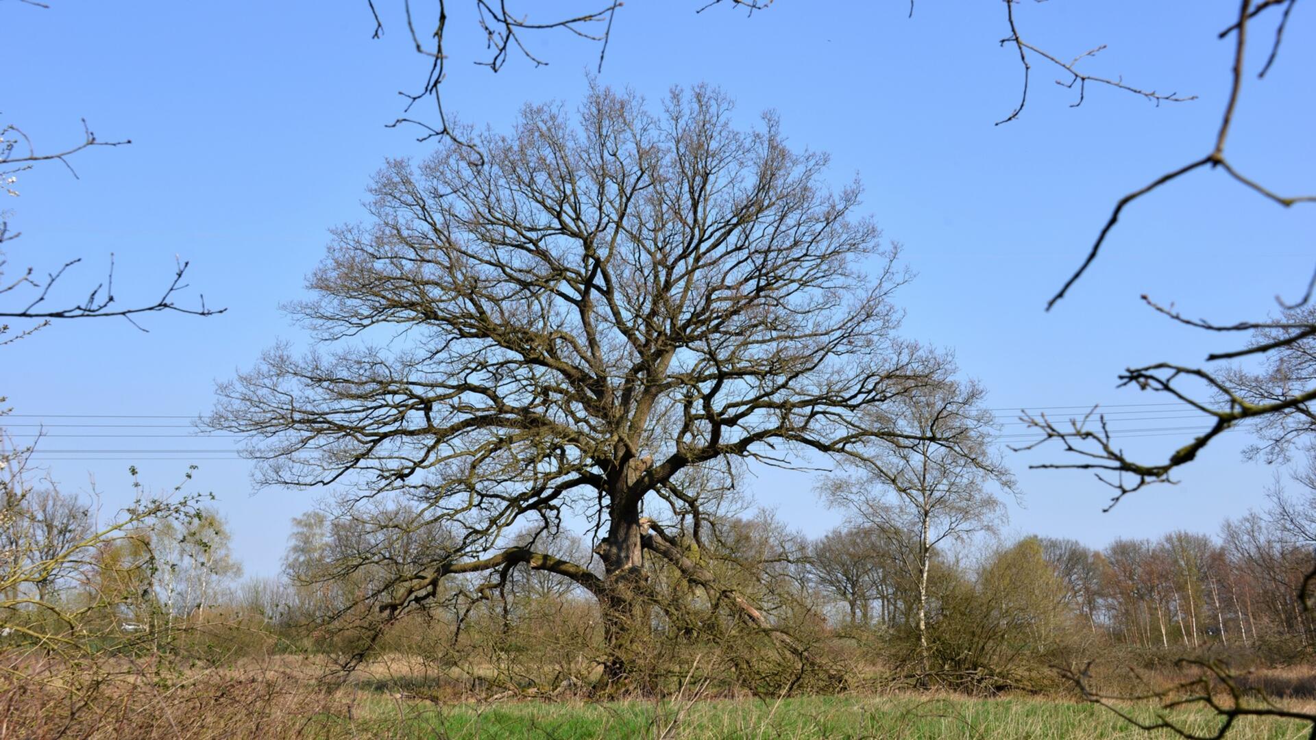 Eine mächtige Stiel-Eiche steht auf einem Feld. 