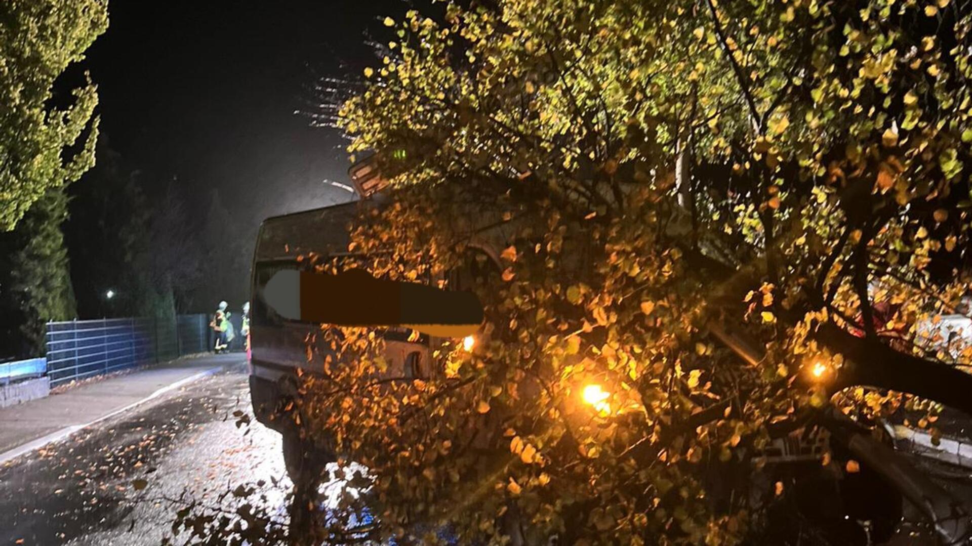 Baum umgefahren: Bremerhavener verursacht Unfall nahe Kindergarten Der Baum, welcher auf der Verkehrsinsel stand und aus dem Boden gerissen wurde.